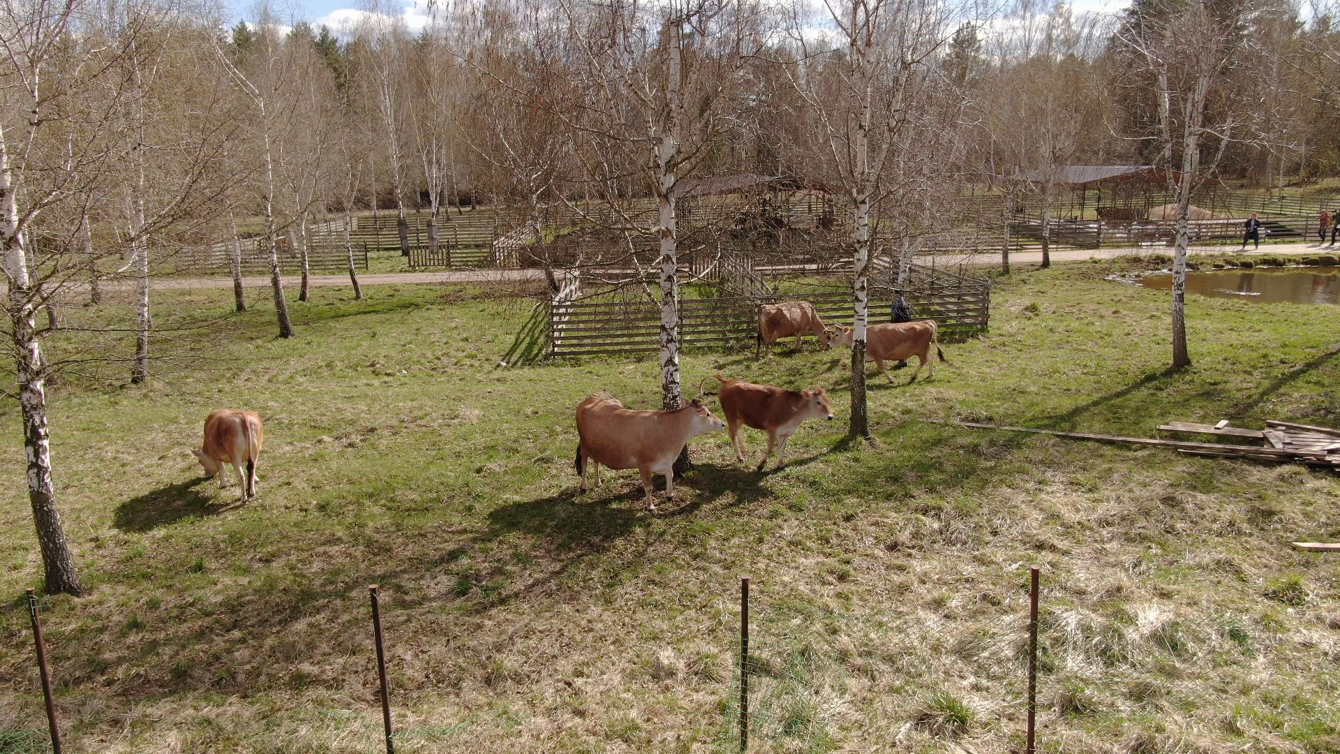 талдом, ферма, козы,видео с коптера,