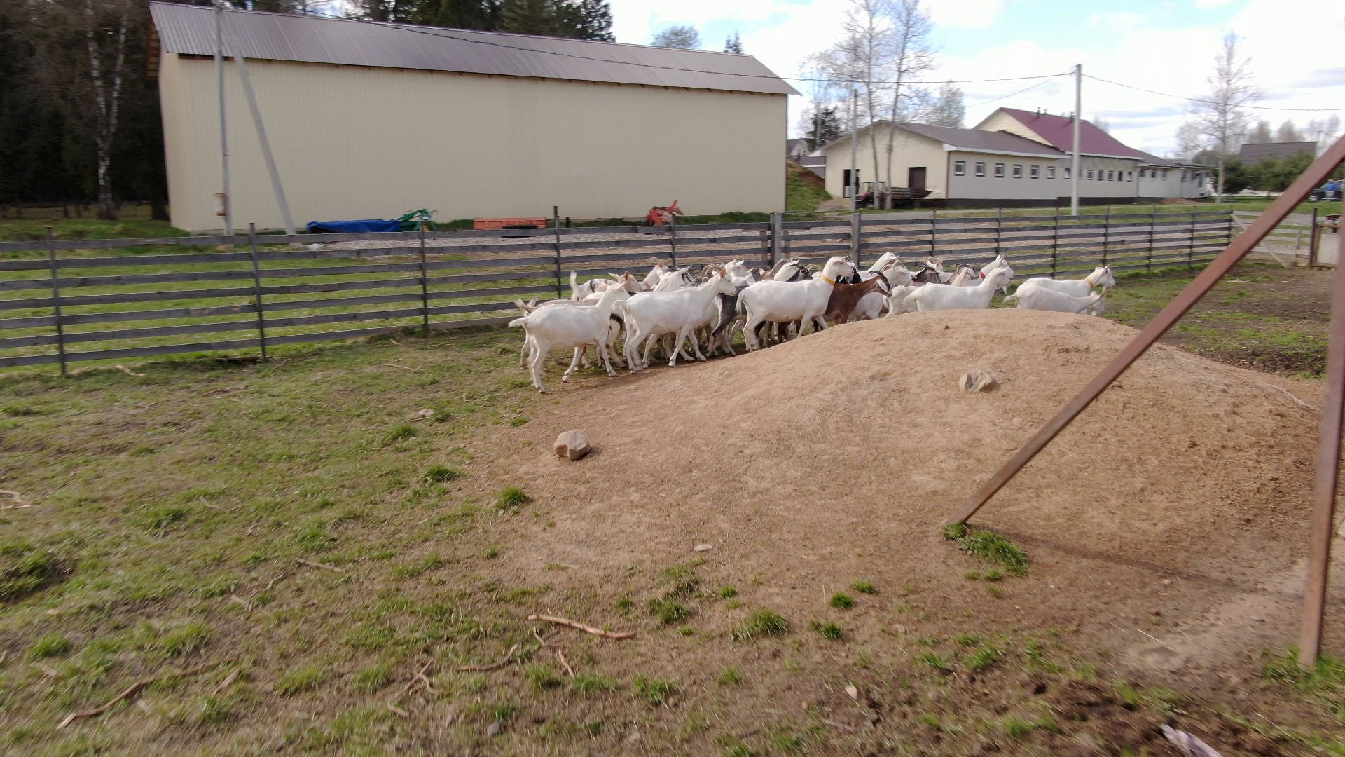 талдом, ферма, козы,видео с коптера,