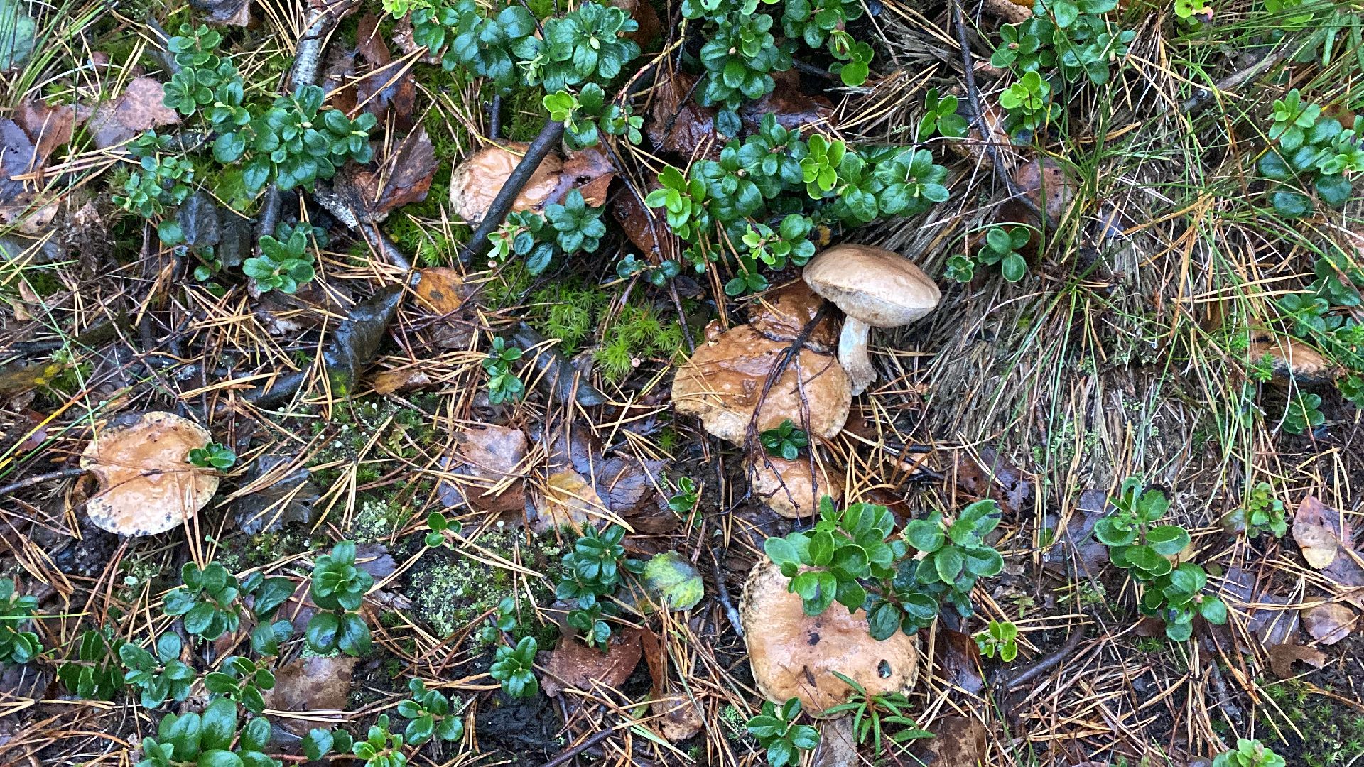 волоколамск, грибы, лес, болото, шитьково, грибной сезон, осень,