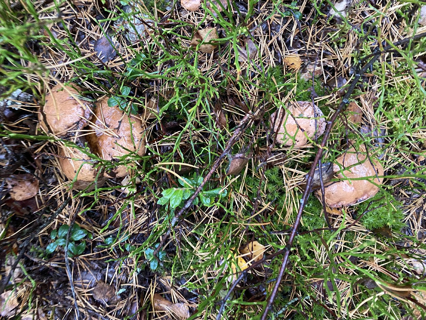 волоколамск, грибы, лес, болото, шитьково, грибной сезон, осень,