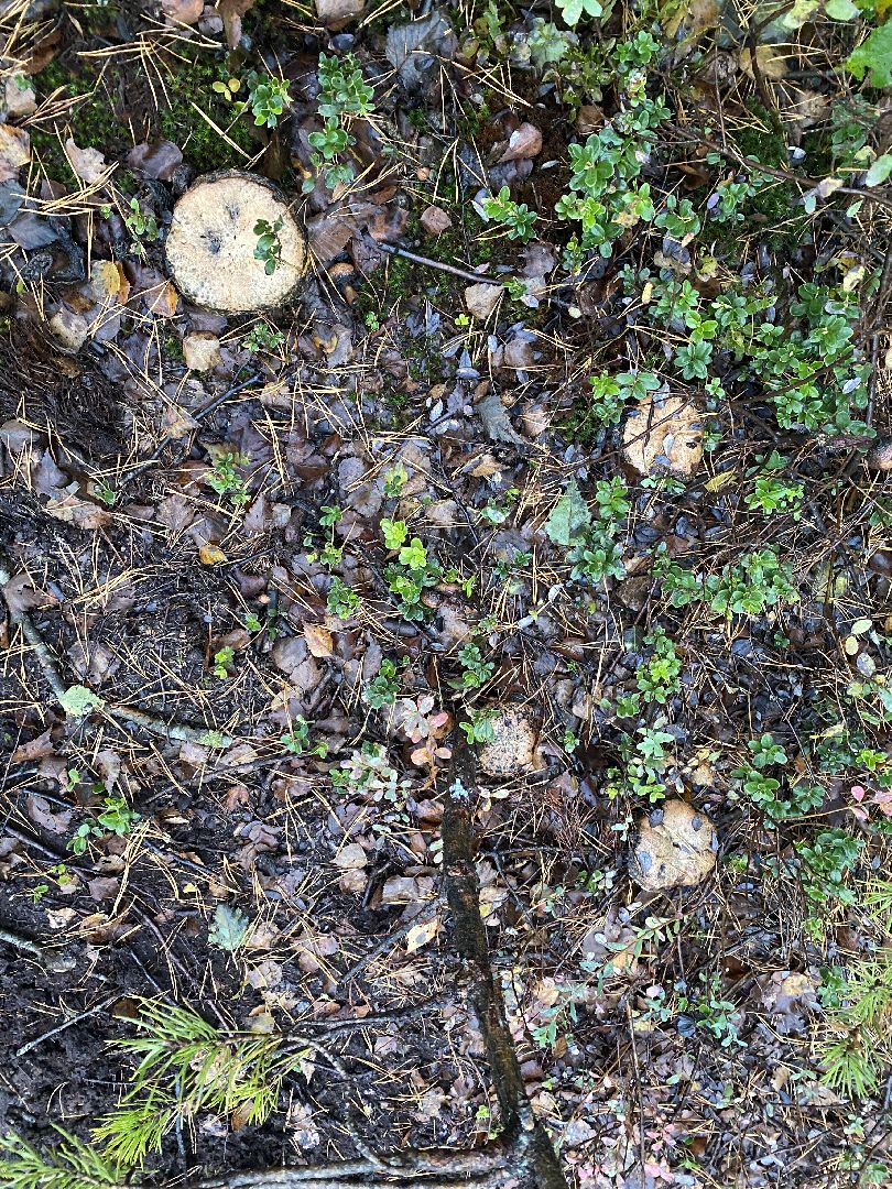 волоколамск, грибы, лес, болото, шитьково, грибной сезон, осень,