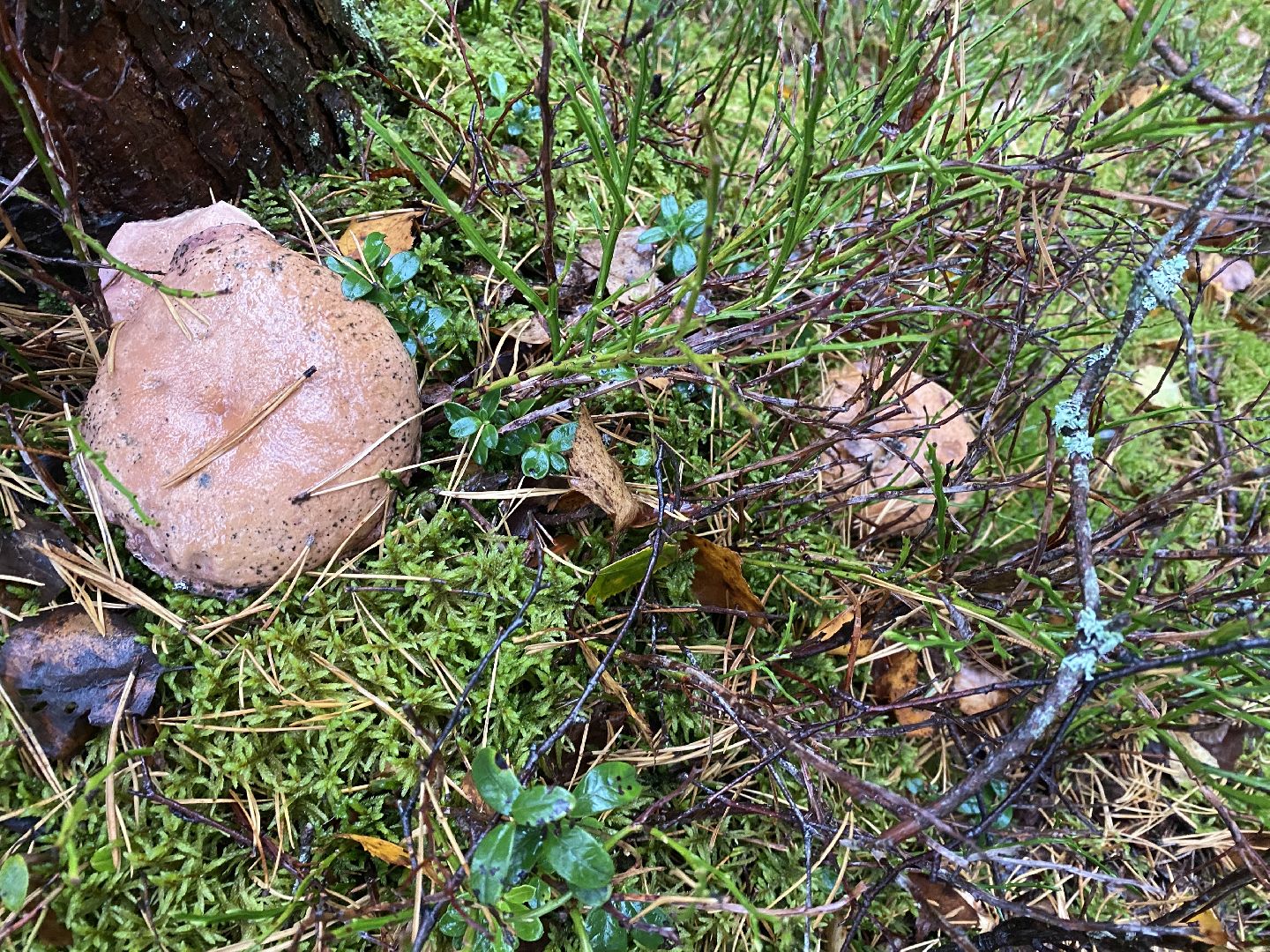 волоколамск, грибы, лес, болото, шитьково, грибной сезон, осень,