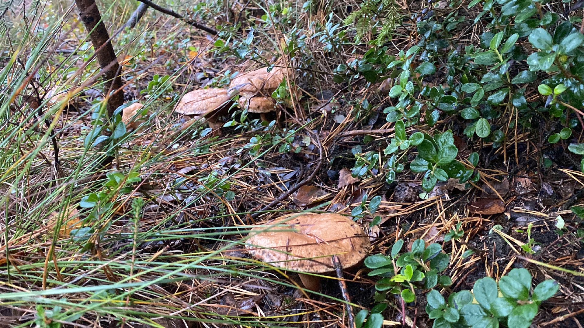 волоколамск, грибы, лес, болото, шитьково, грибной сезон, осень,