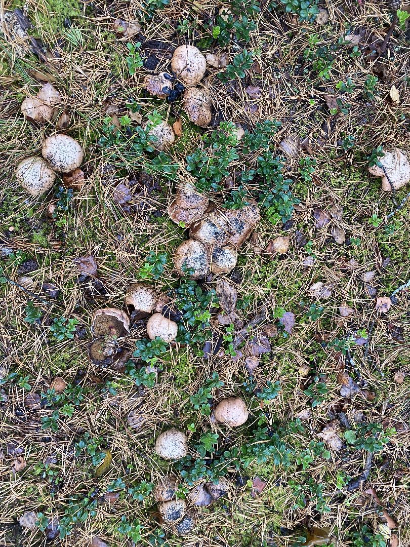 волоколамск, грибы, лес, болото, шитьково, грибной сезон, осень,