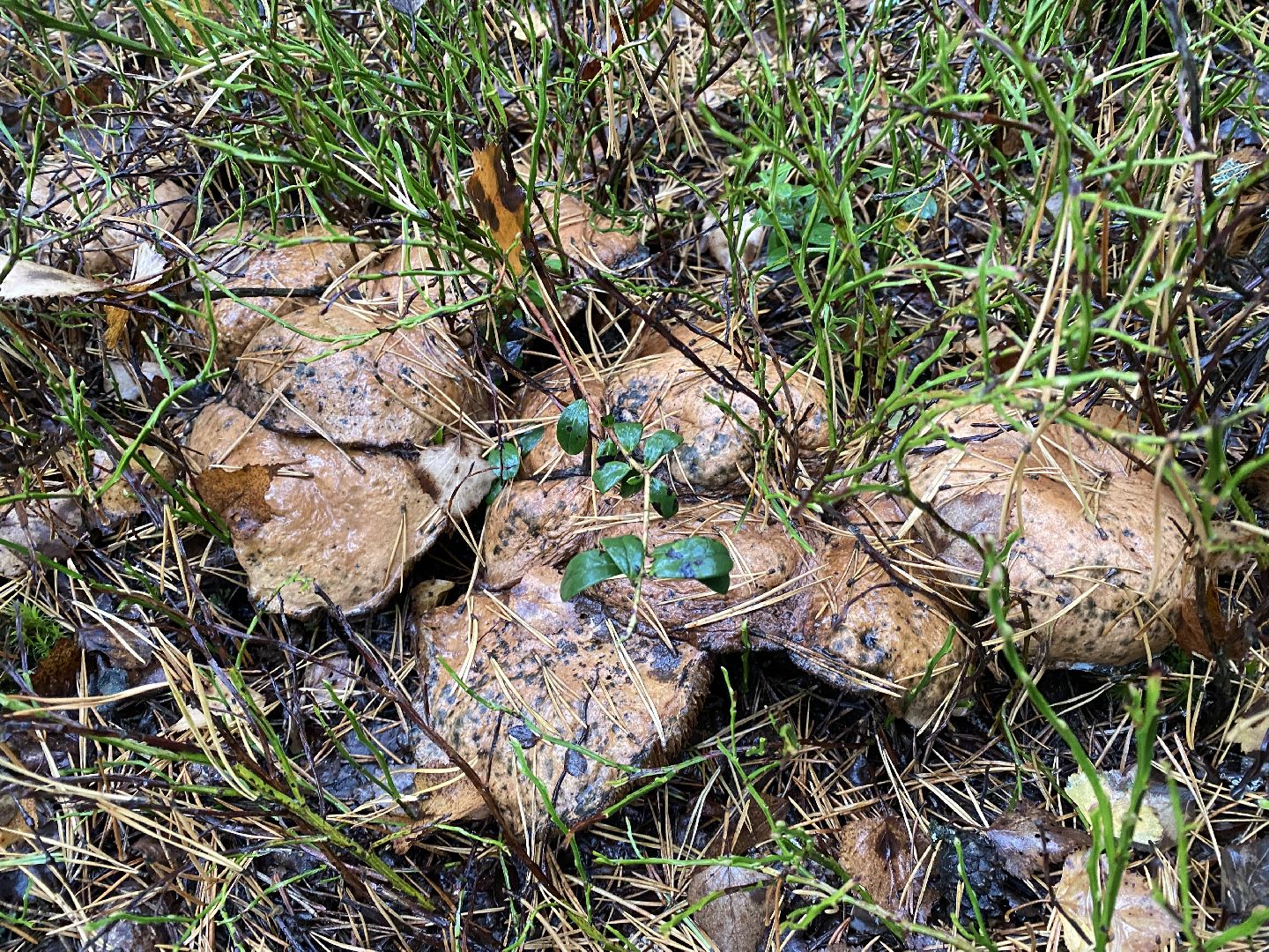 волоколамск, грибы, лес, болото, шитьково, грибной сезон, осень,