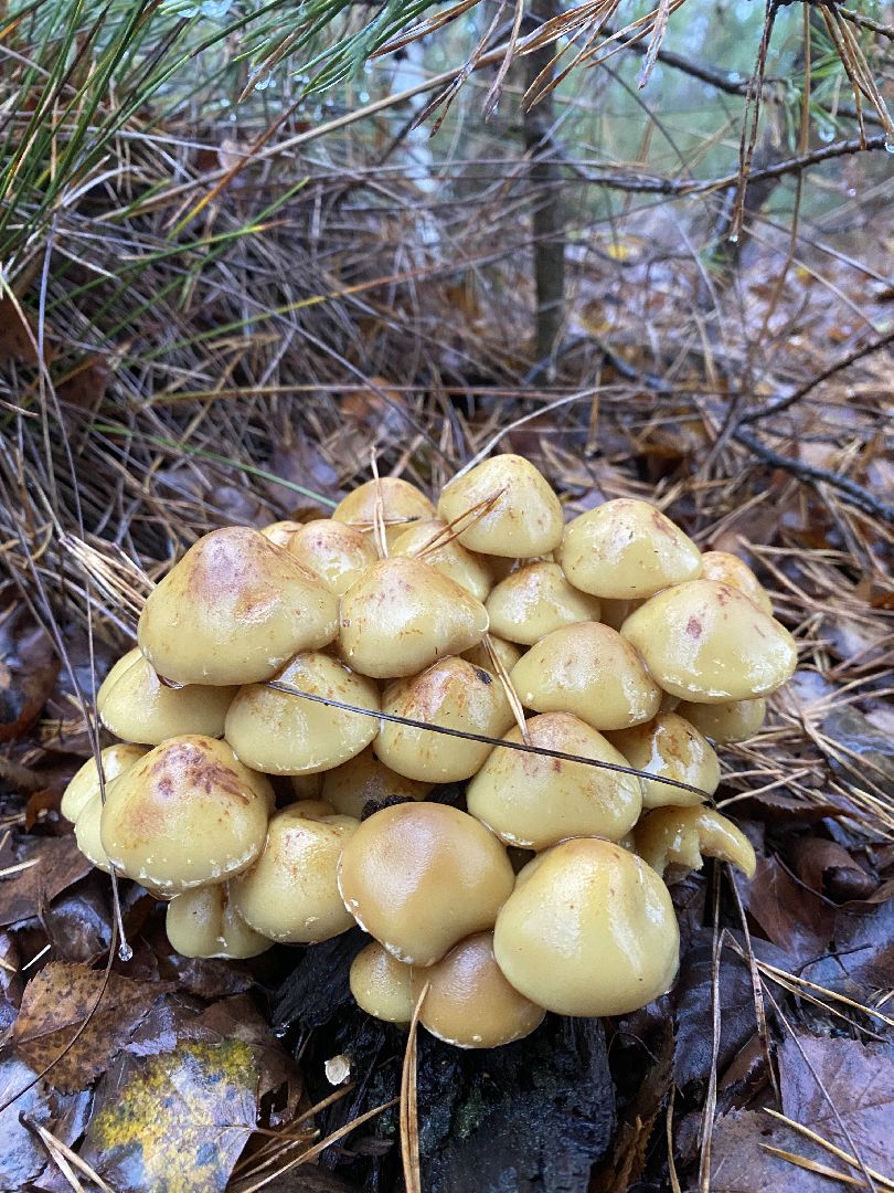 волоколамск, грибы, лес, болото, шитьково, грибной сезон, осень,