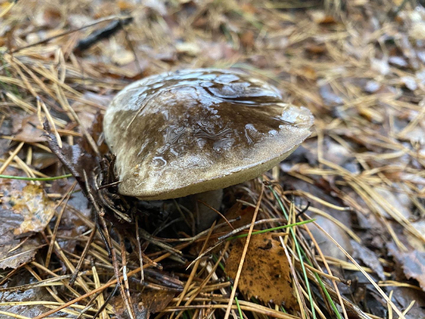 волоколамск, грибы, лес, болото, шитьково, грибной сезон, осень,