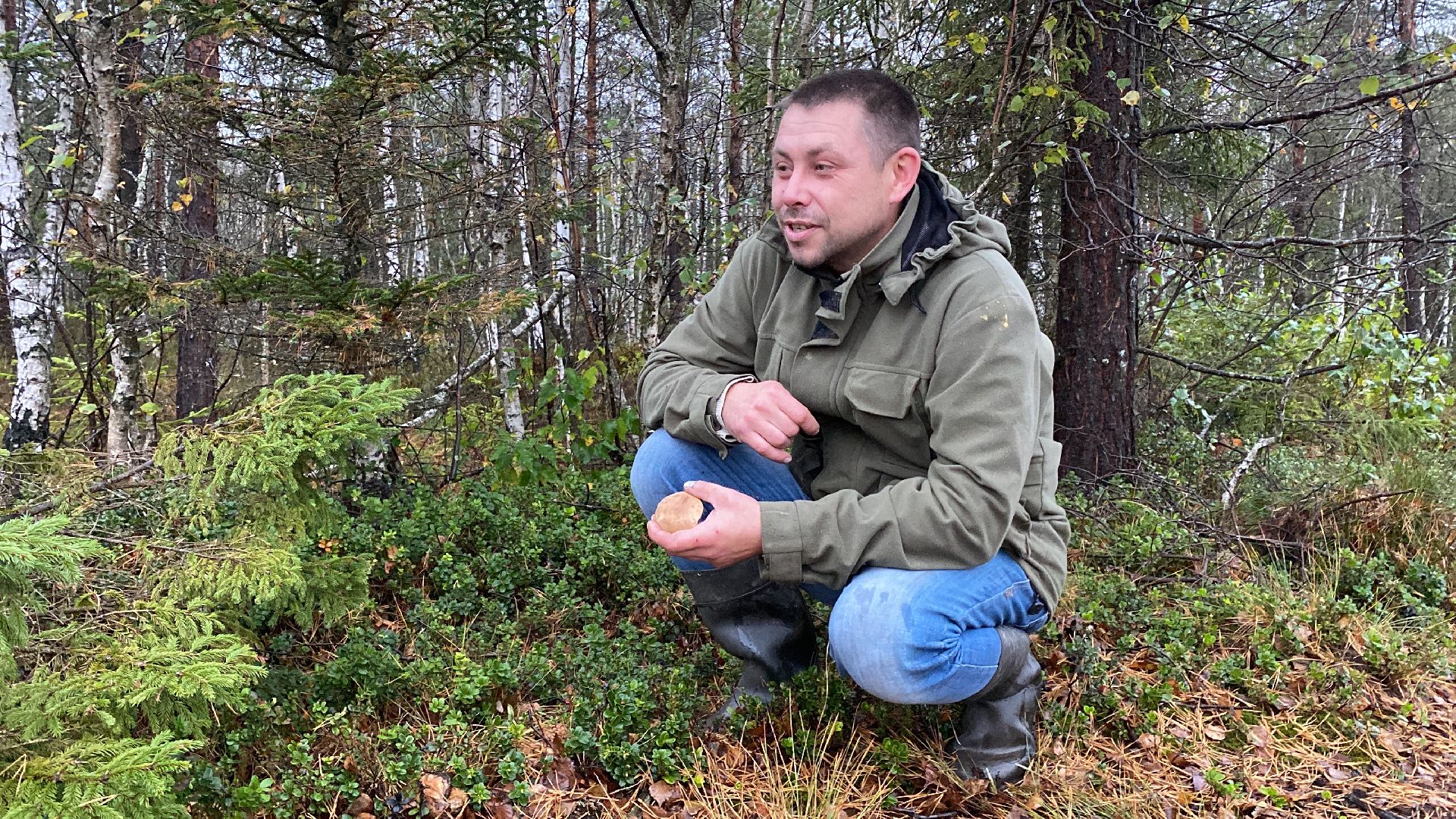 волоколамск, грибы, лес, болото, шитьково, грибной сезон, осень,