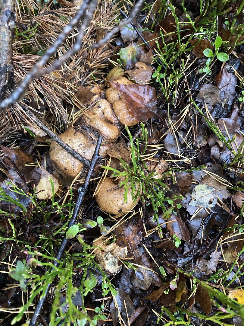 волоколамск, грибы, лес, болото, шитьково, грибной сезон, осень,