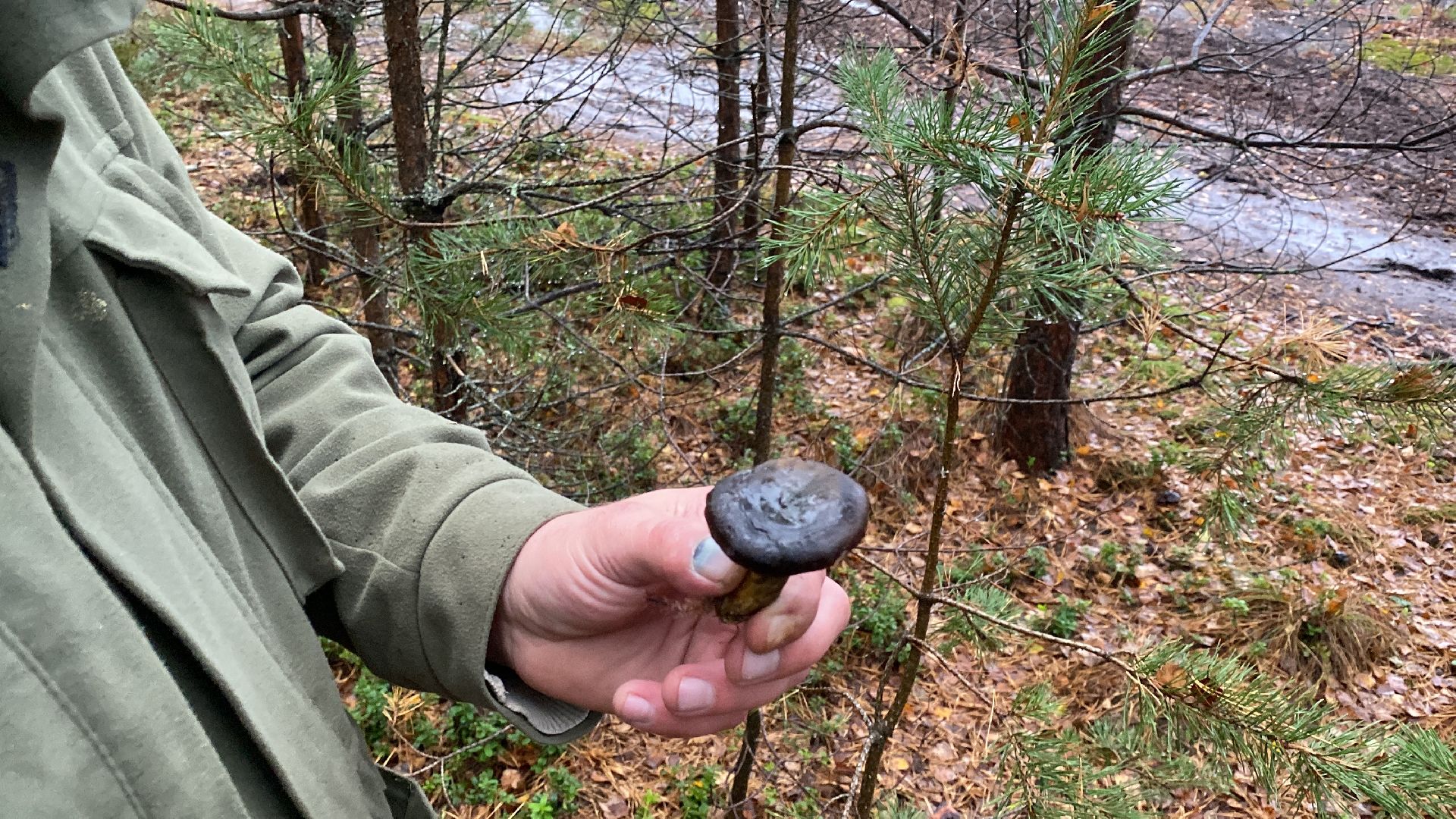 волоколамск, грибы, лес, болото, шитьково, грибной сезон, осень,