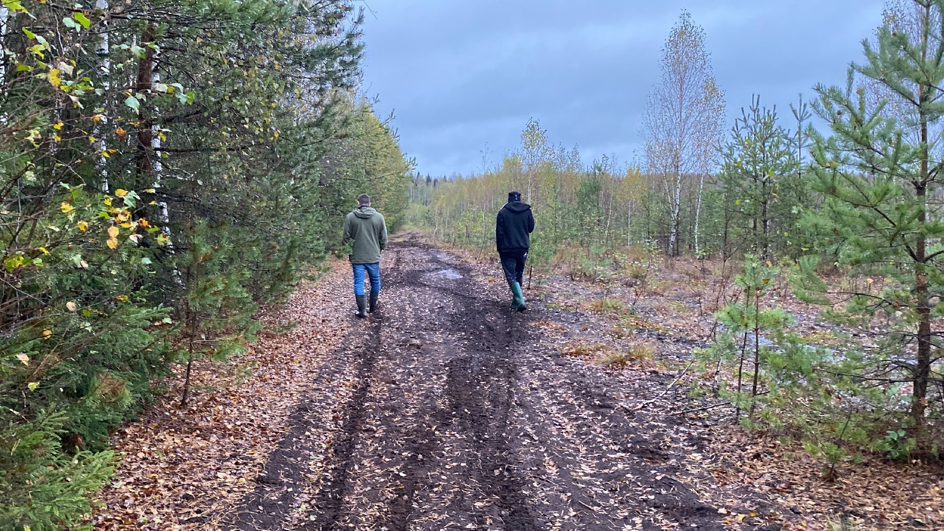 волоколамск, грибы, лес, болото, шитьково, грибной сезон, осень,
