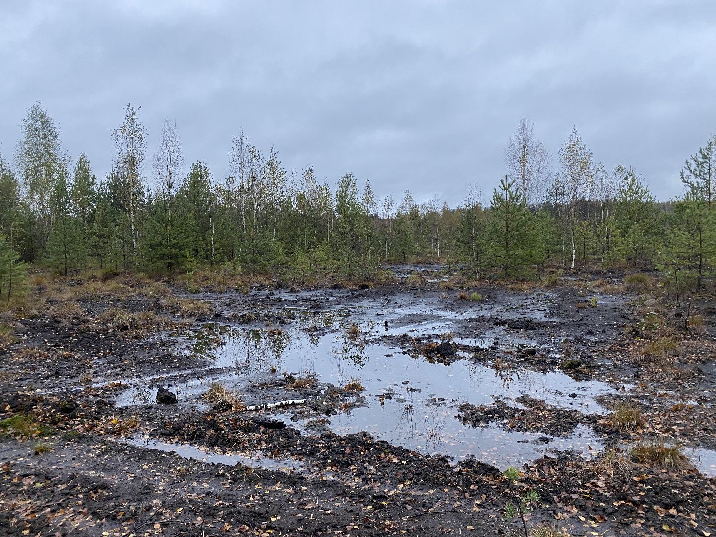 волоколамск, грибы, лес, болото, шитьково, грибной сезон, осень,