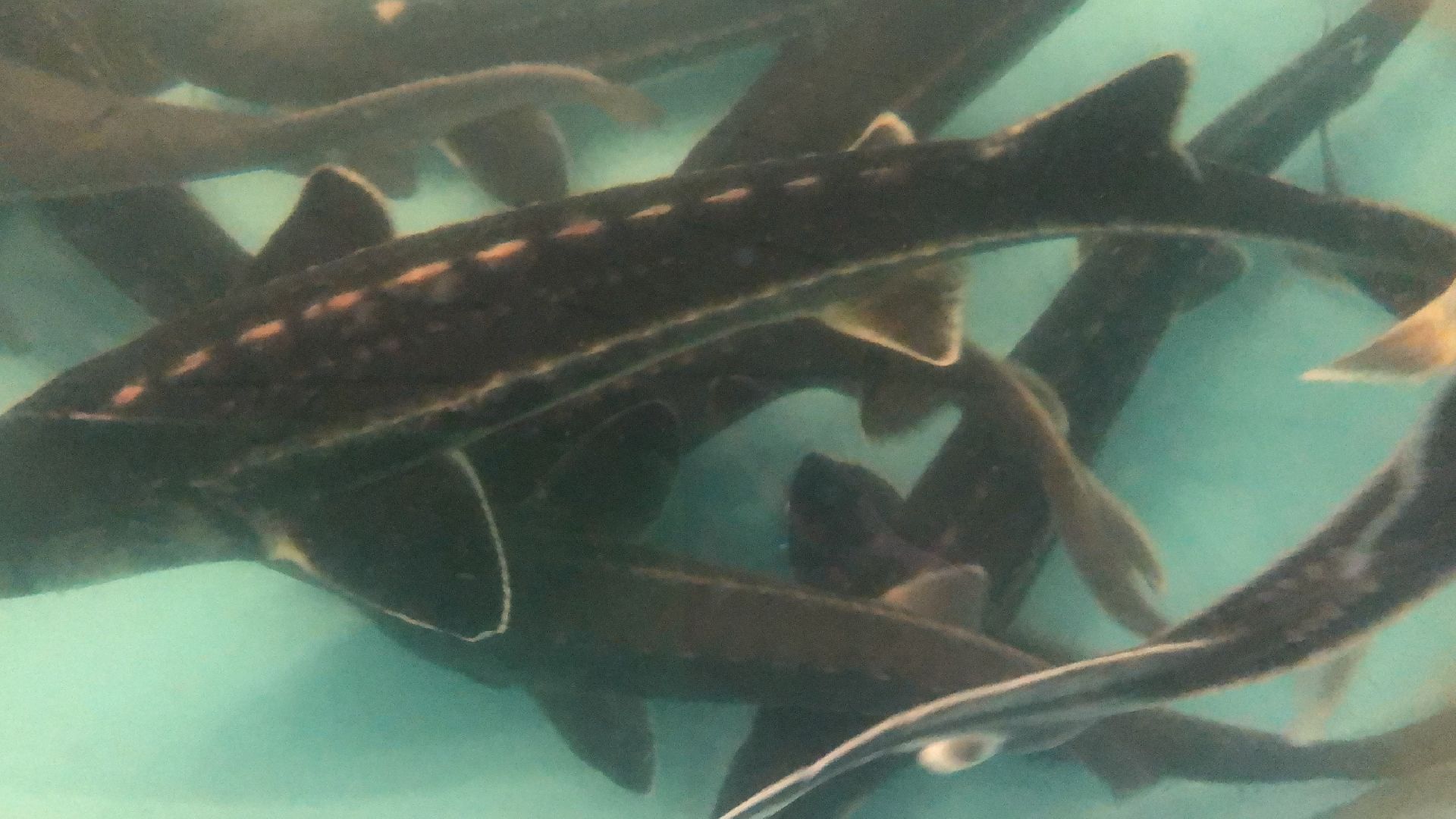 коломна, экономика, сельское хозяйство, рыба,