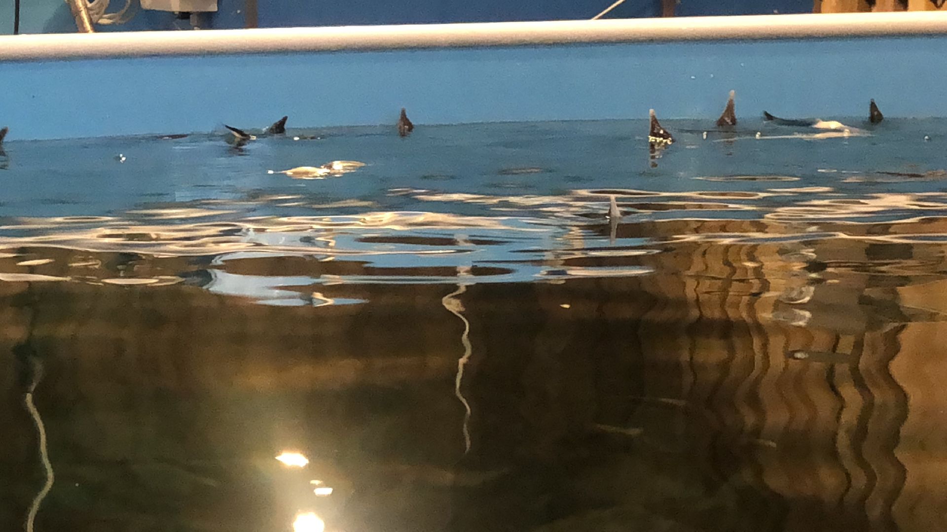 коломна, экономика, сельское хозяйство, рыба,