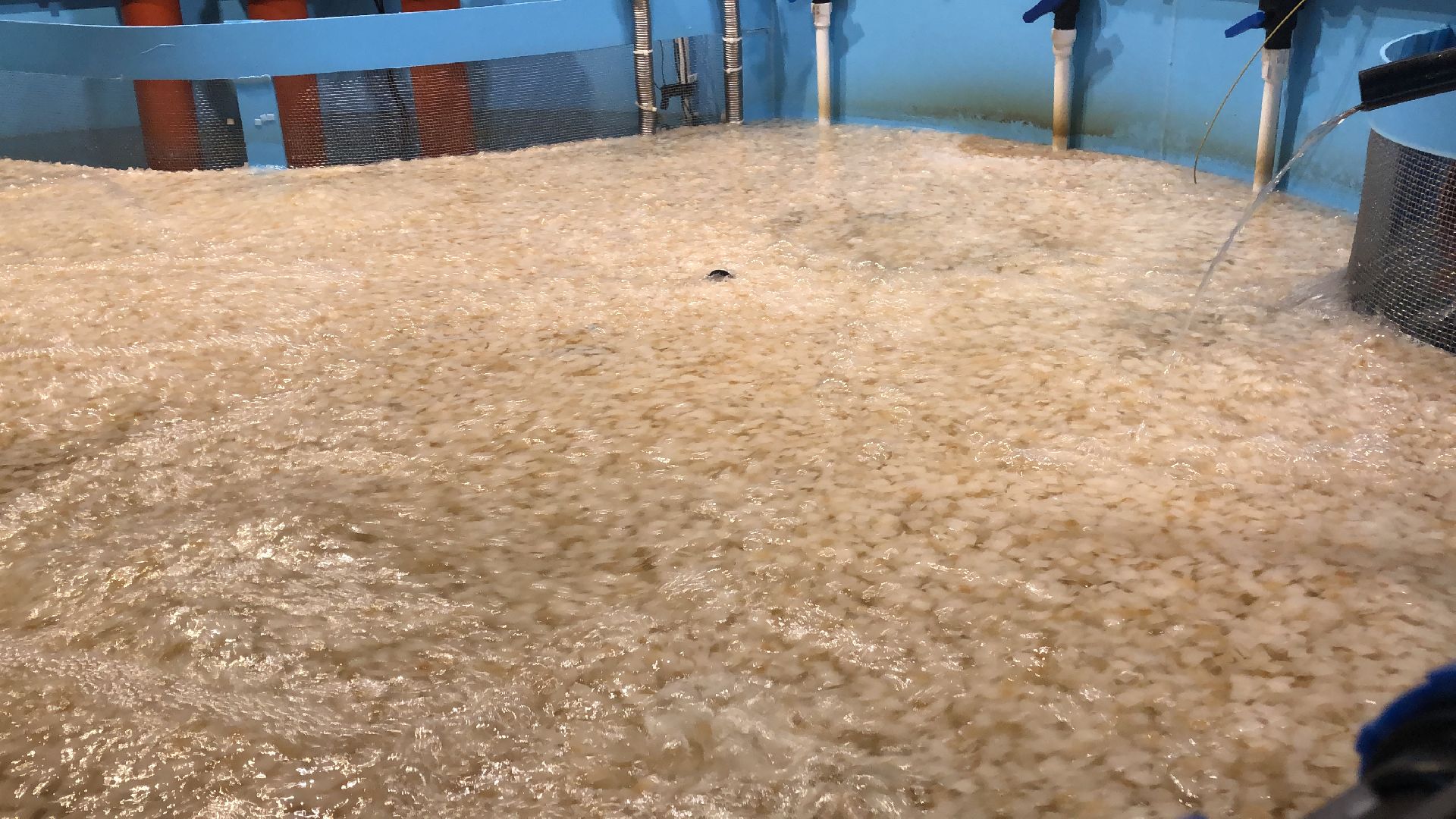 коломна, экономика, сельское хозяйство, рыба,