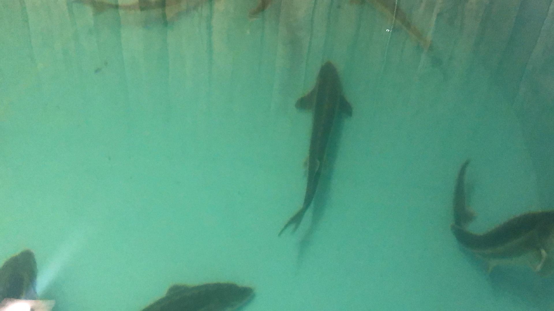 коломна, экономика, сельское хозяйство, рыба,