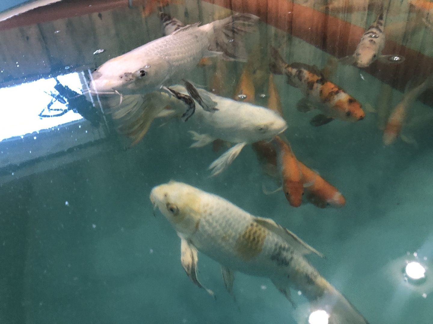 коломна, экономика, сельское хозяйство, рыба,