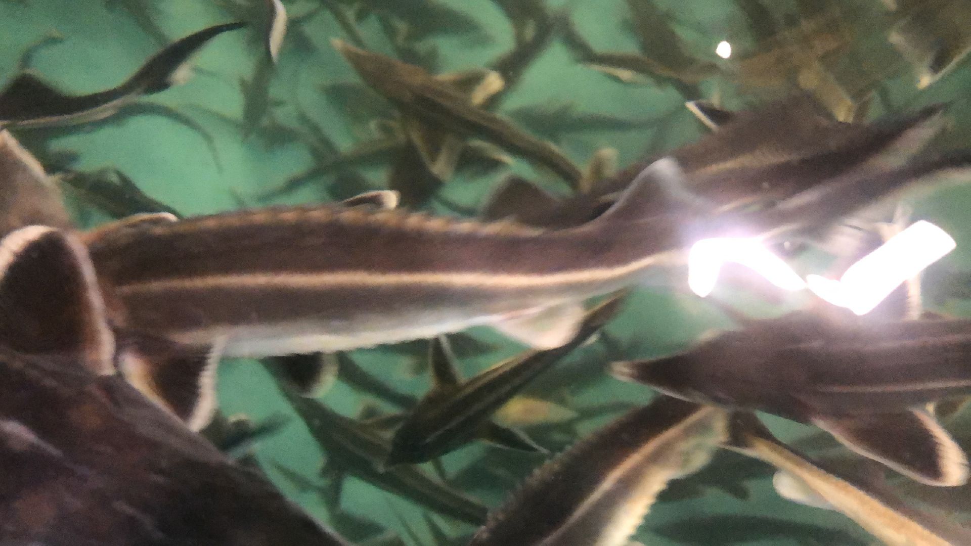 коломна, экономика, сельское хозяйство, рыба,