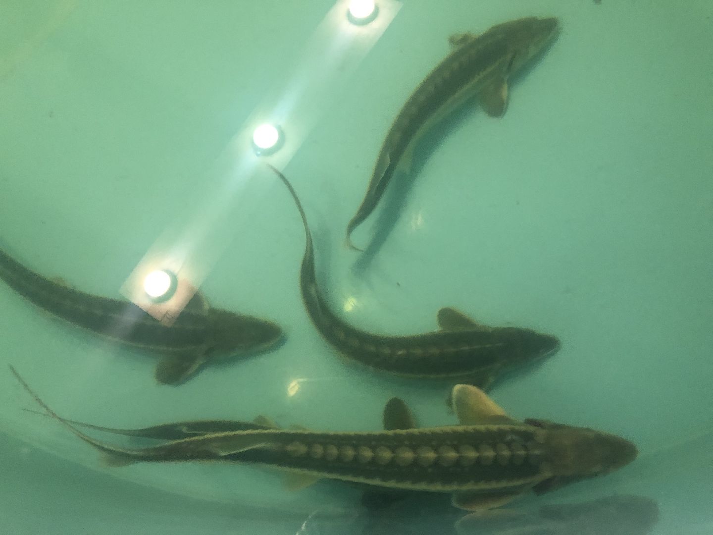 коломна, экономика, сельское хозяйство, рыба,