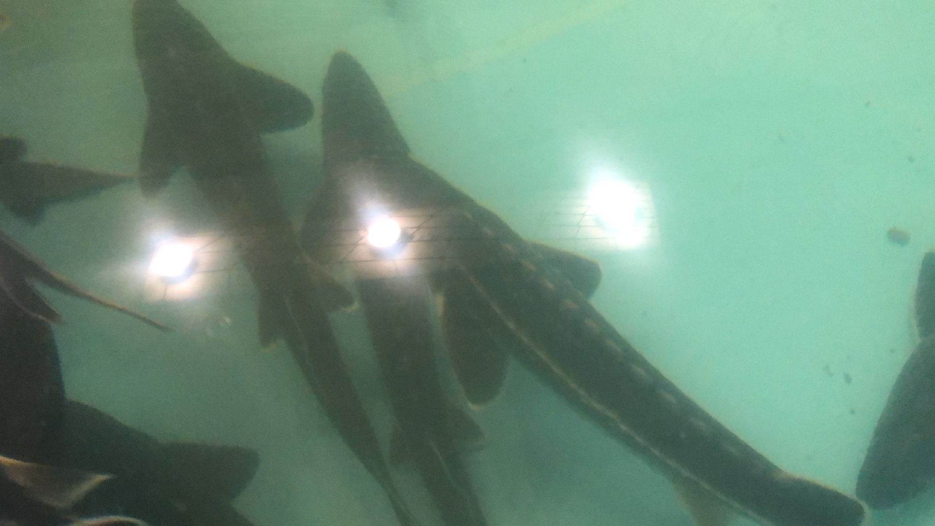 коломна, экономика, сельское хозяйство, рыба,