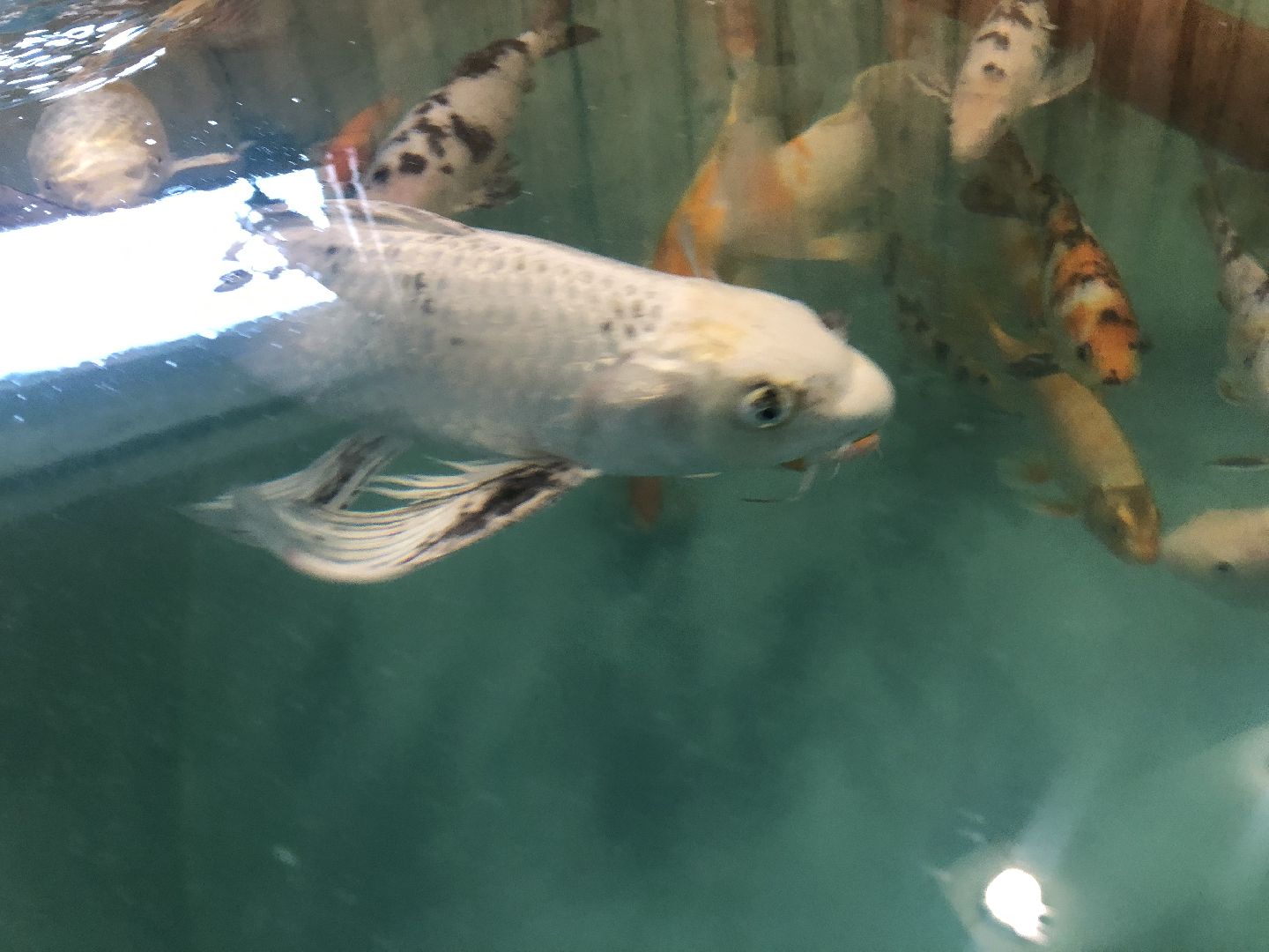 коломна, экономика, сельское хозяйство, рыба,