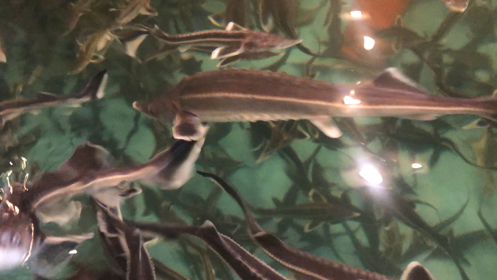 коломна, экономика, сельское хозяйство, рыба,