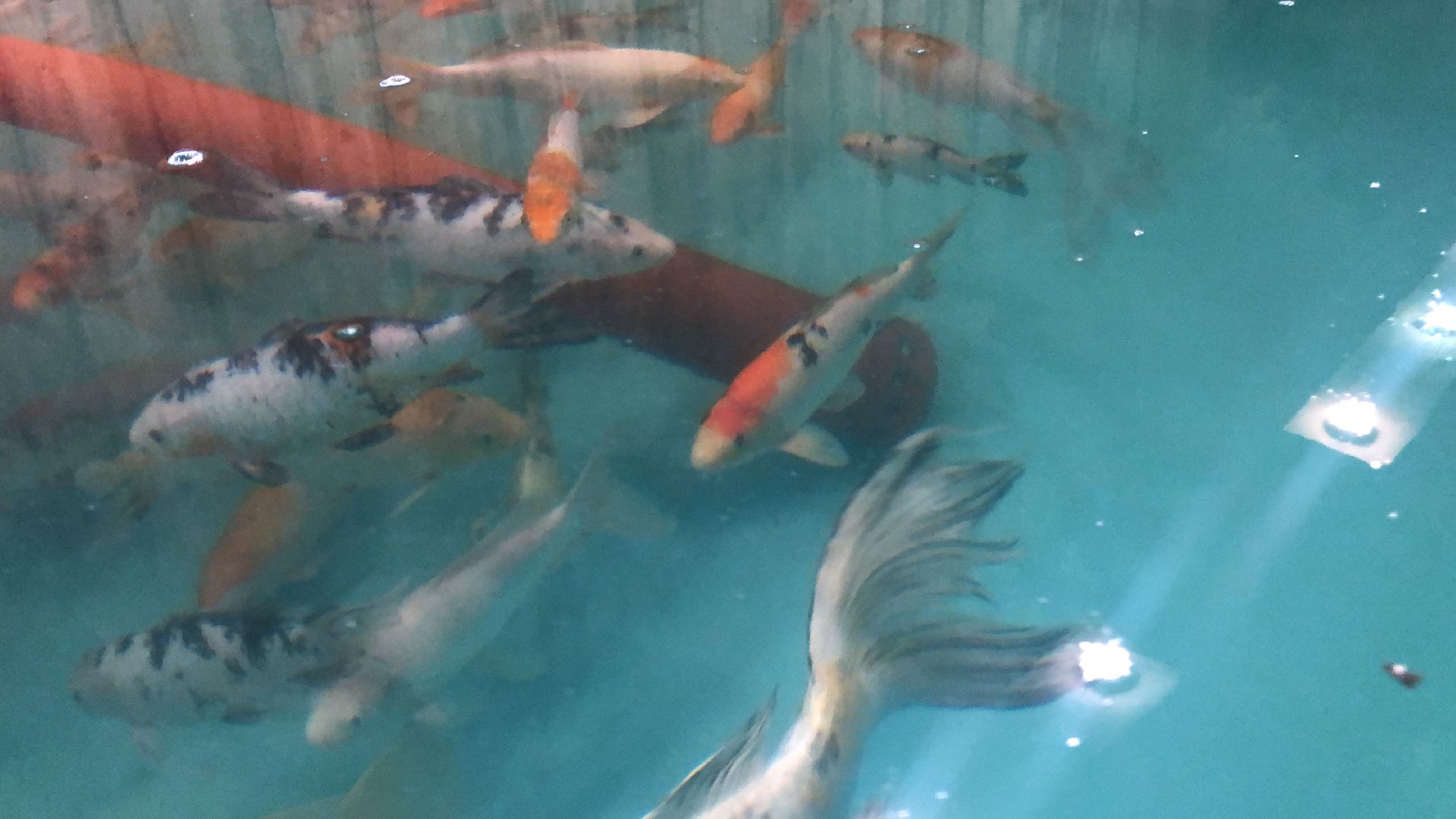 коломна, экономика, сельское хозяйство, рыба,