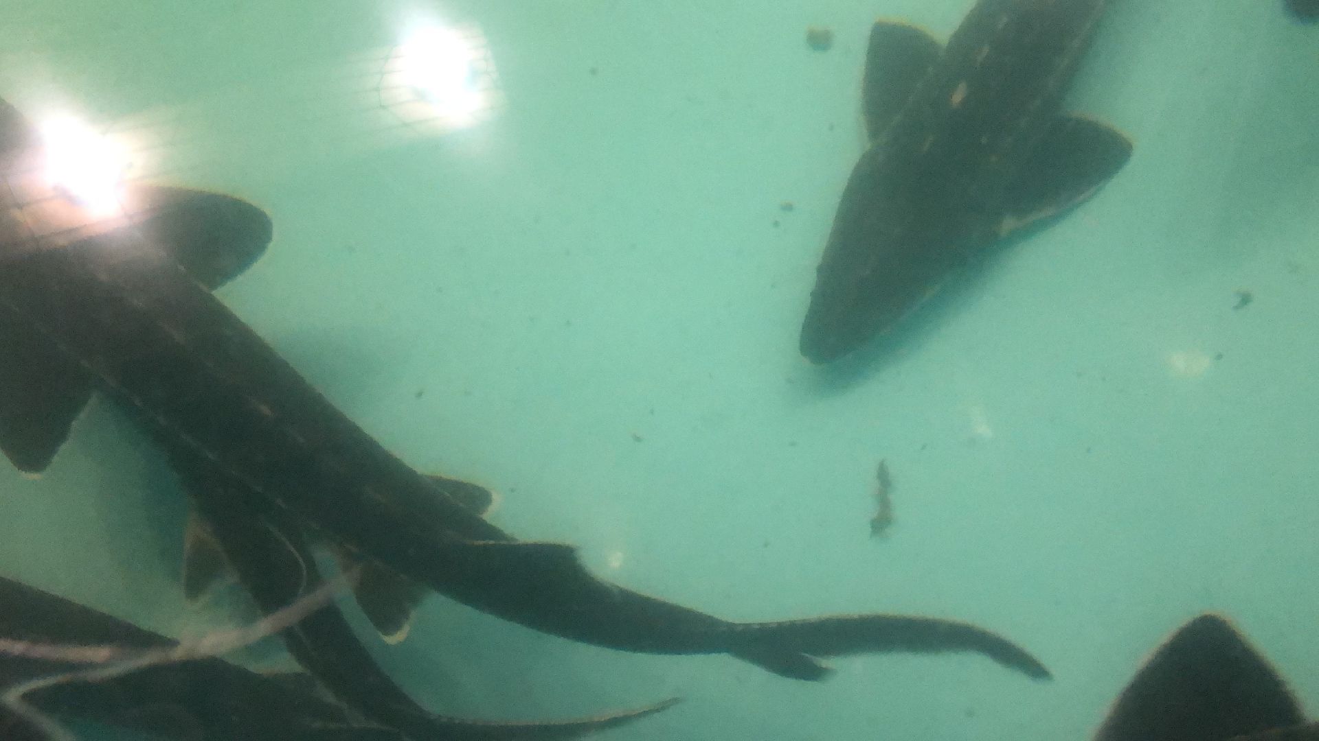 коломна, экономика, сельское хозяйство, рыба,