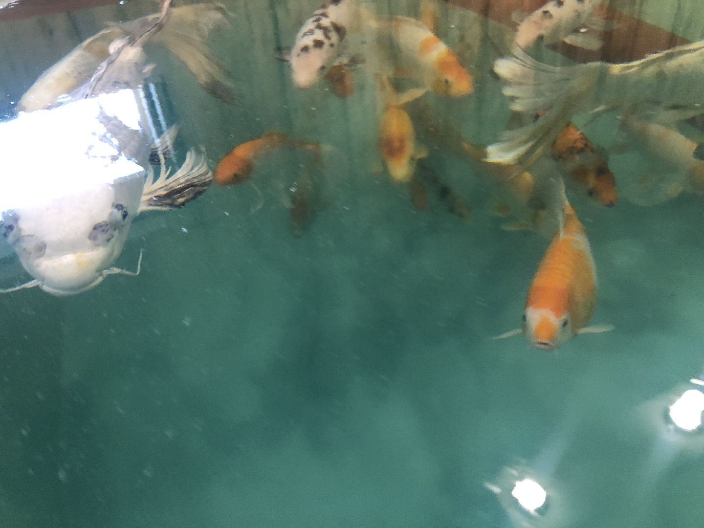 коломна, экономика, сельское хозяйство, рыба,