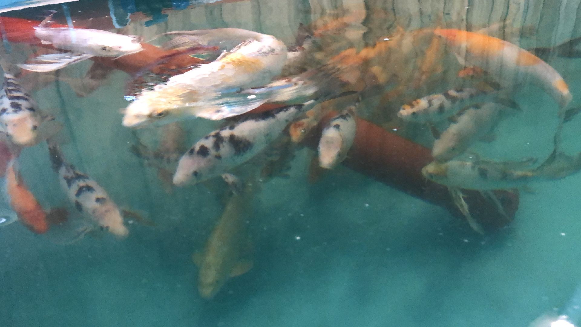 коломна, экономика, сельское хозяйство, рыба,