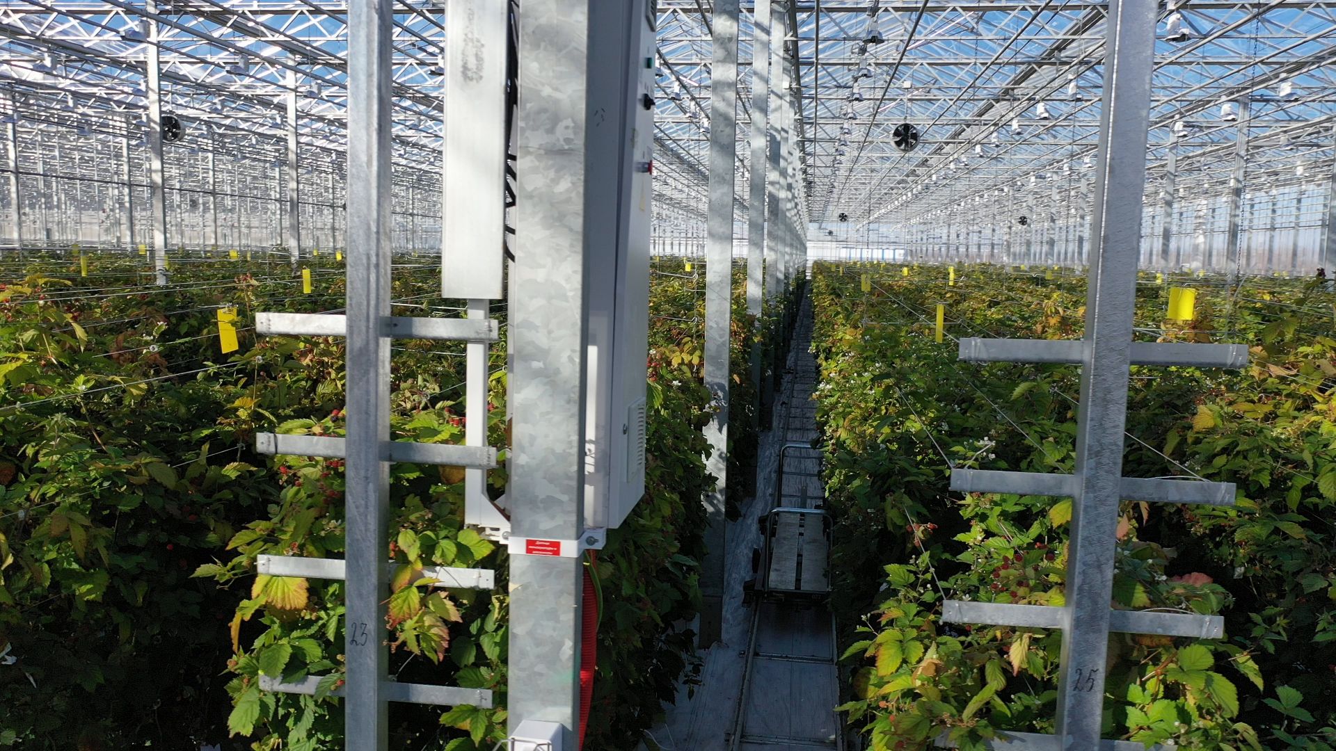 тенплицы, овощи, кашира,видео с коптера,