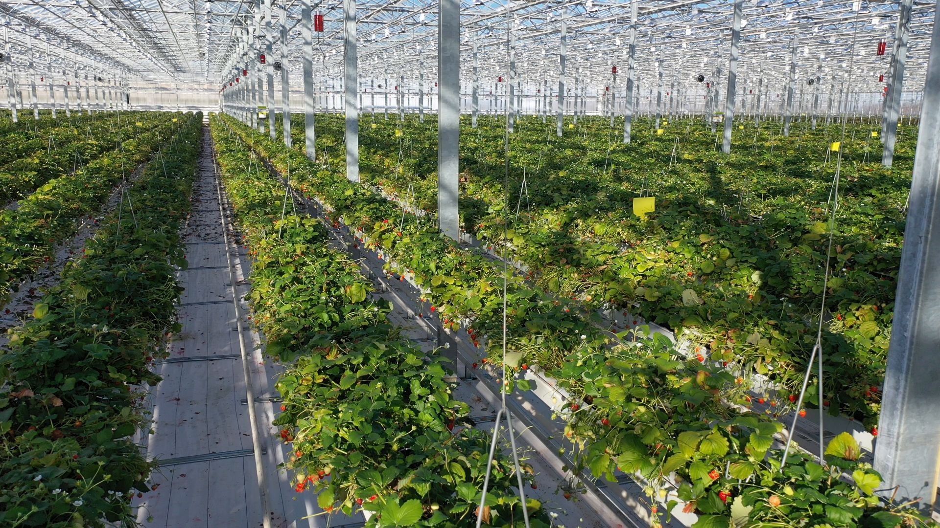 тенплицы, овощи, кашира,видео с коптера,