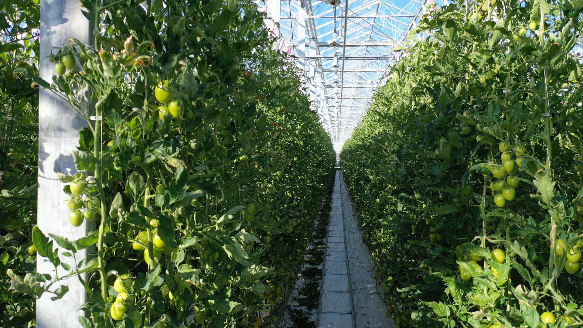 тенплицы, овощи, кашира,видео с коптера,