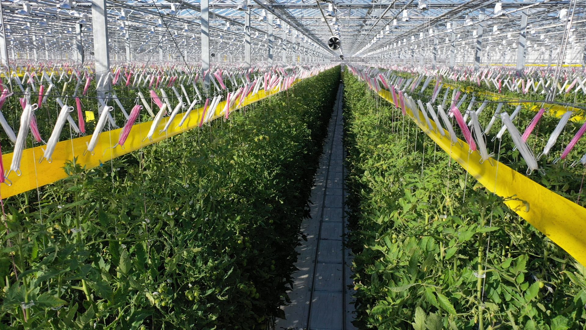 тенплицы, овощи, кашира,видео с коптера,