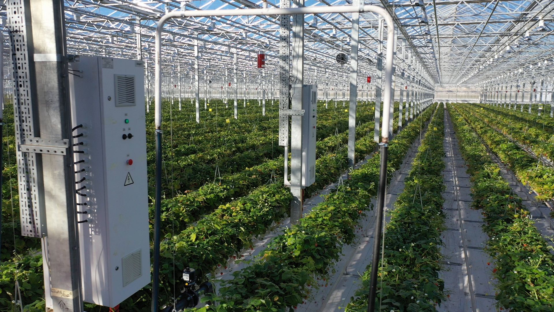 тенплицы, овощи, кашира,видео с коптера,