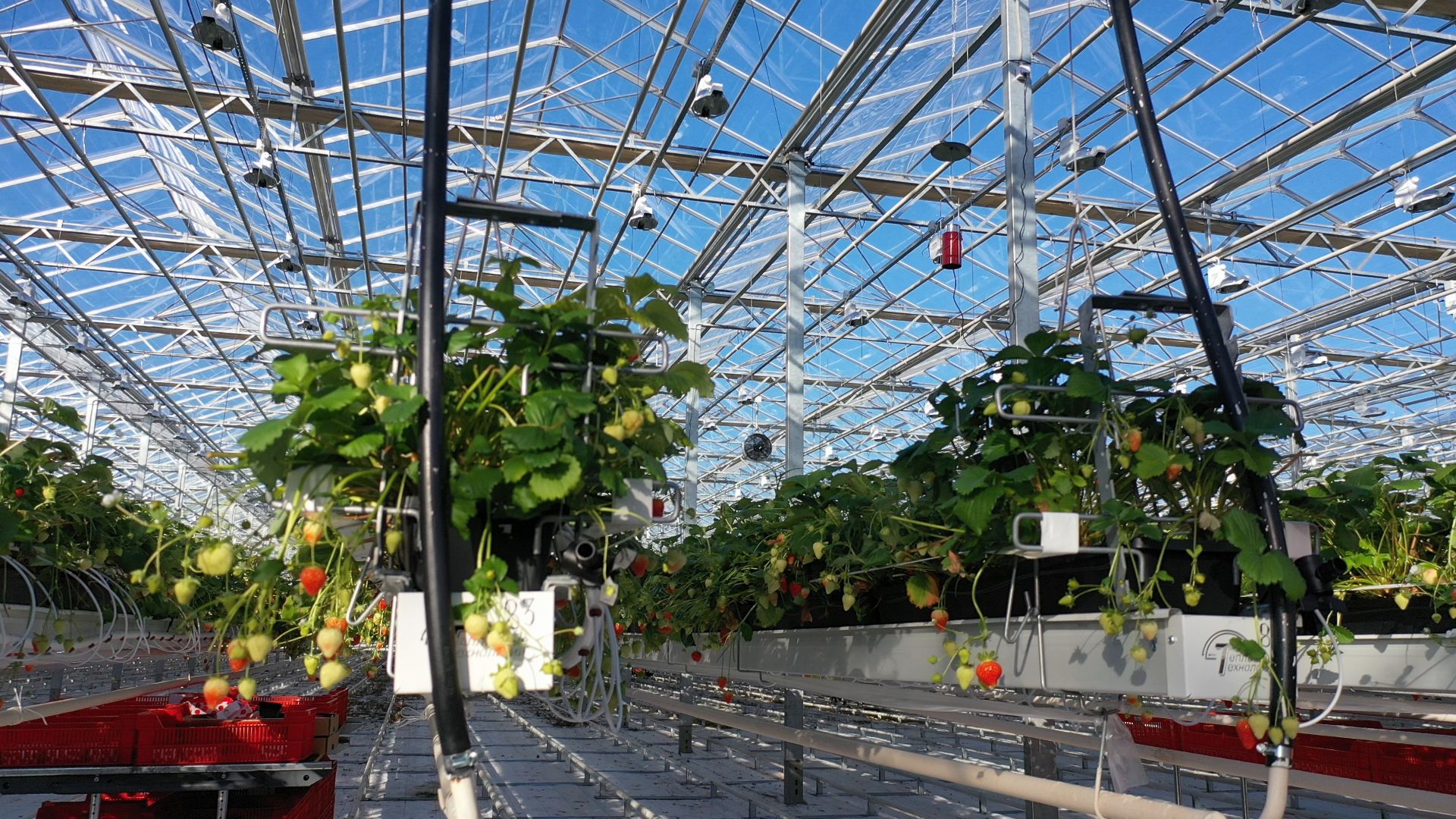 тенплицы, овощи, кашира,видео с коптера,