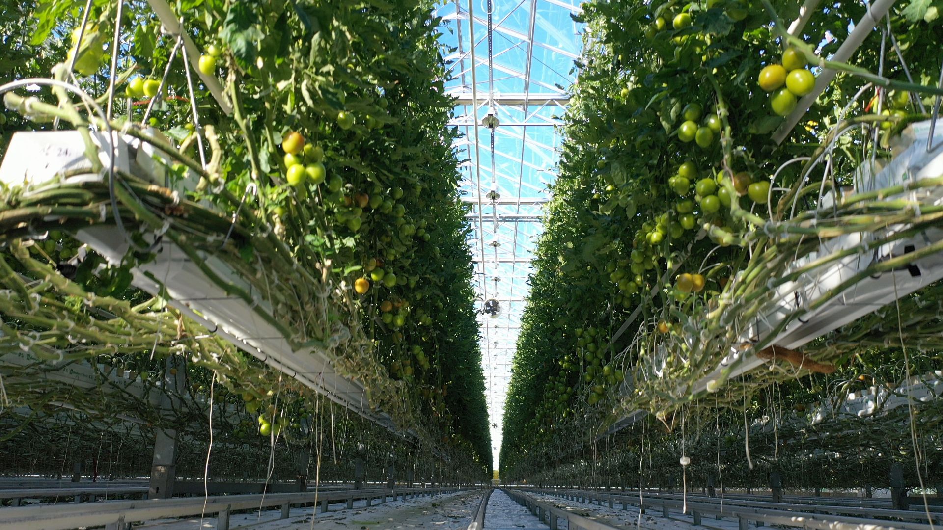 тенплицы, овощи, кашира,видео с коптера,