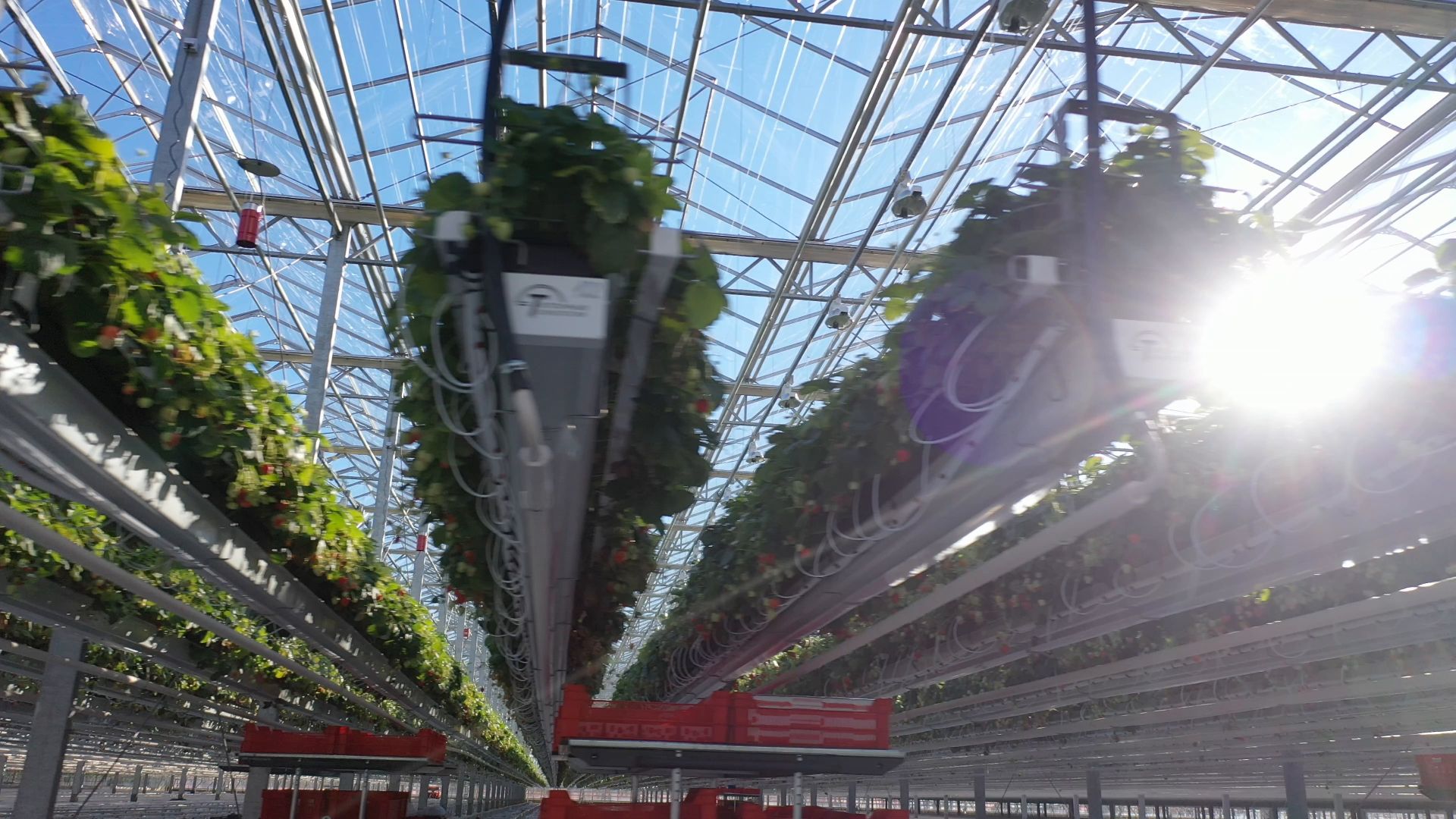 тенплицы, овощи, кашира,видео с коптера,