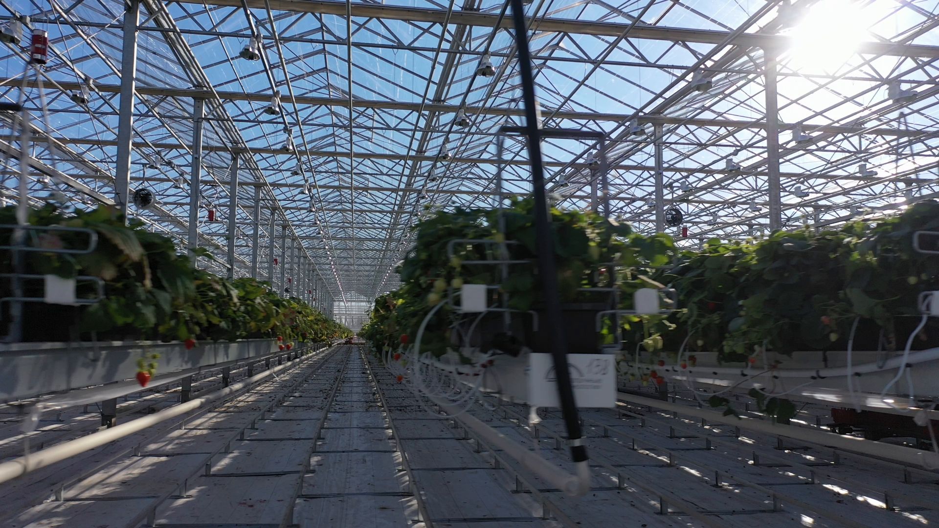 тенплицы, овощи, кашира,видео с коптера,