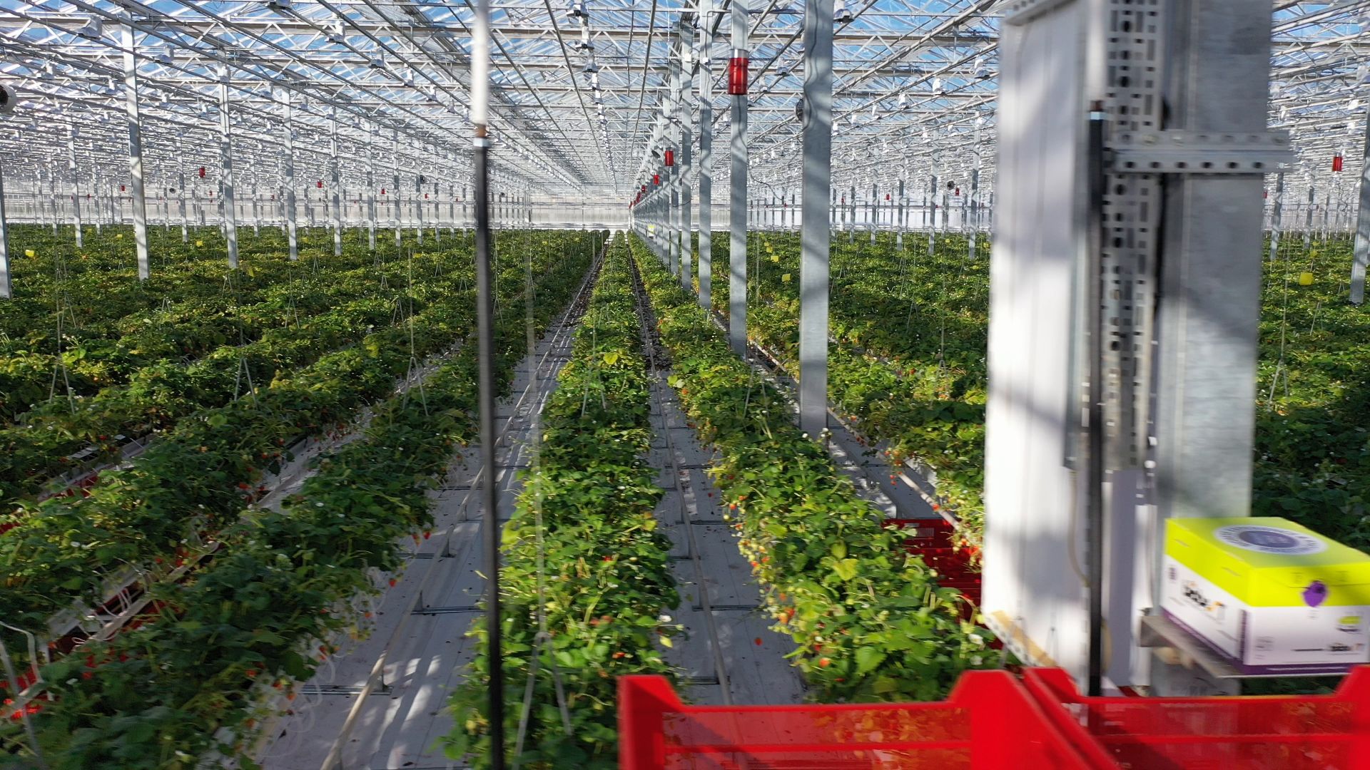 тенплицы, овощи, кашира,видео с коптера,