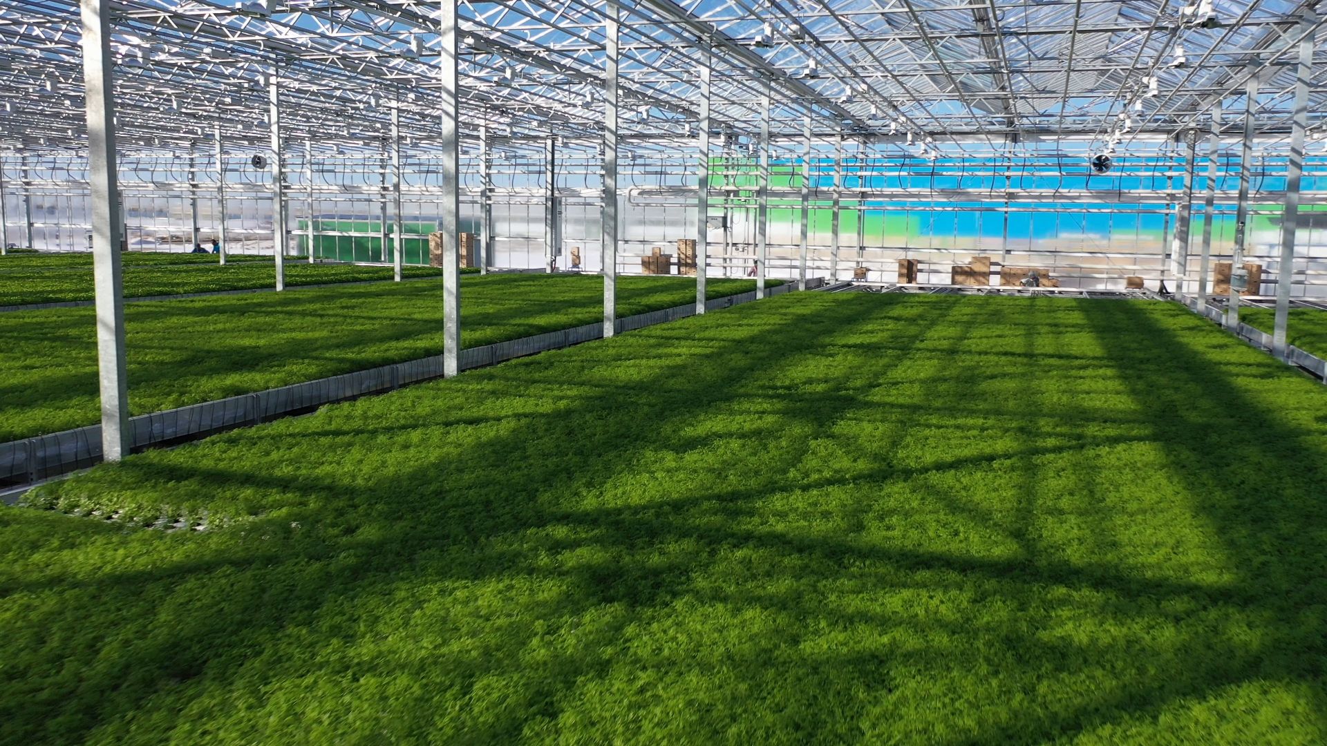 тенплицы, овощи, кашира,видео с коптера,