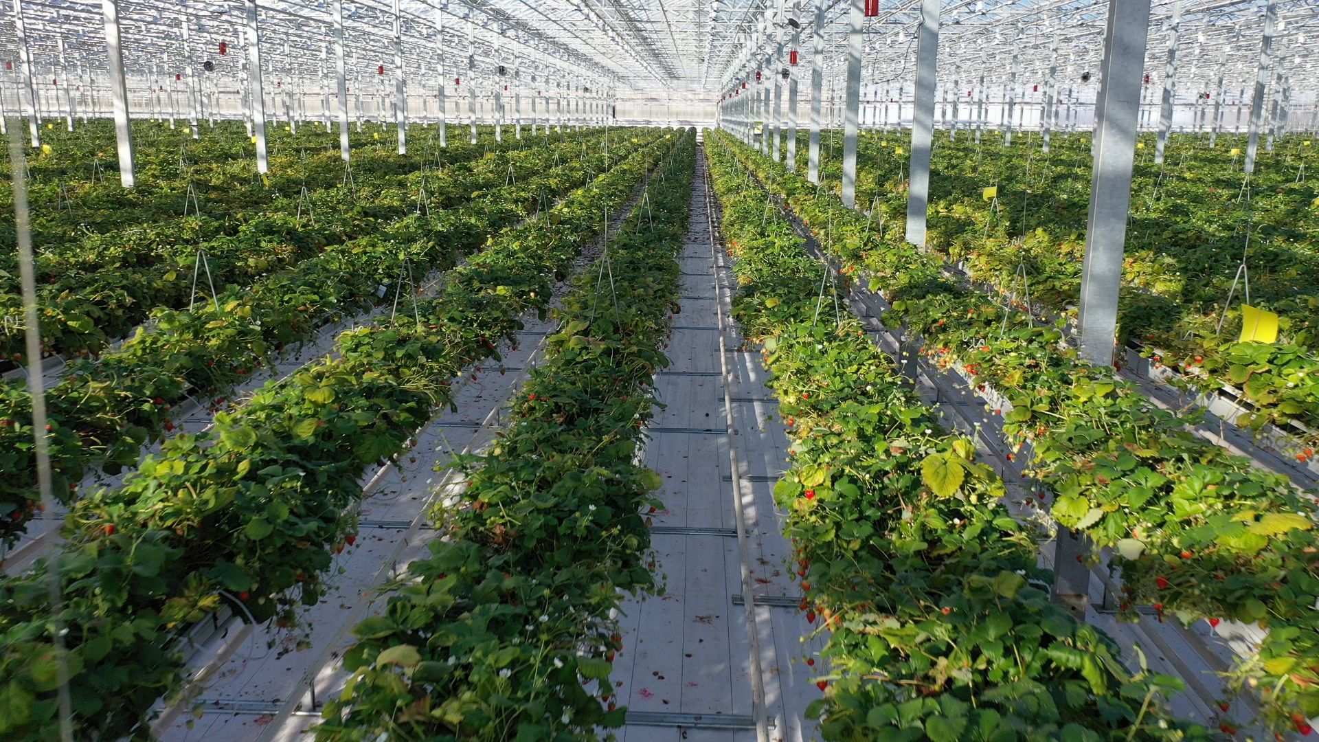 тенплицы, овощи, кашира,видео с коптера,