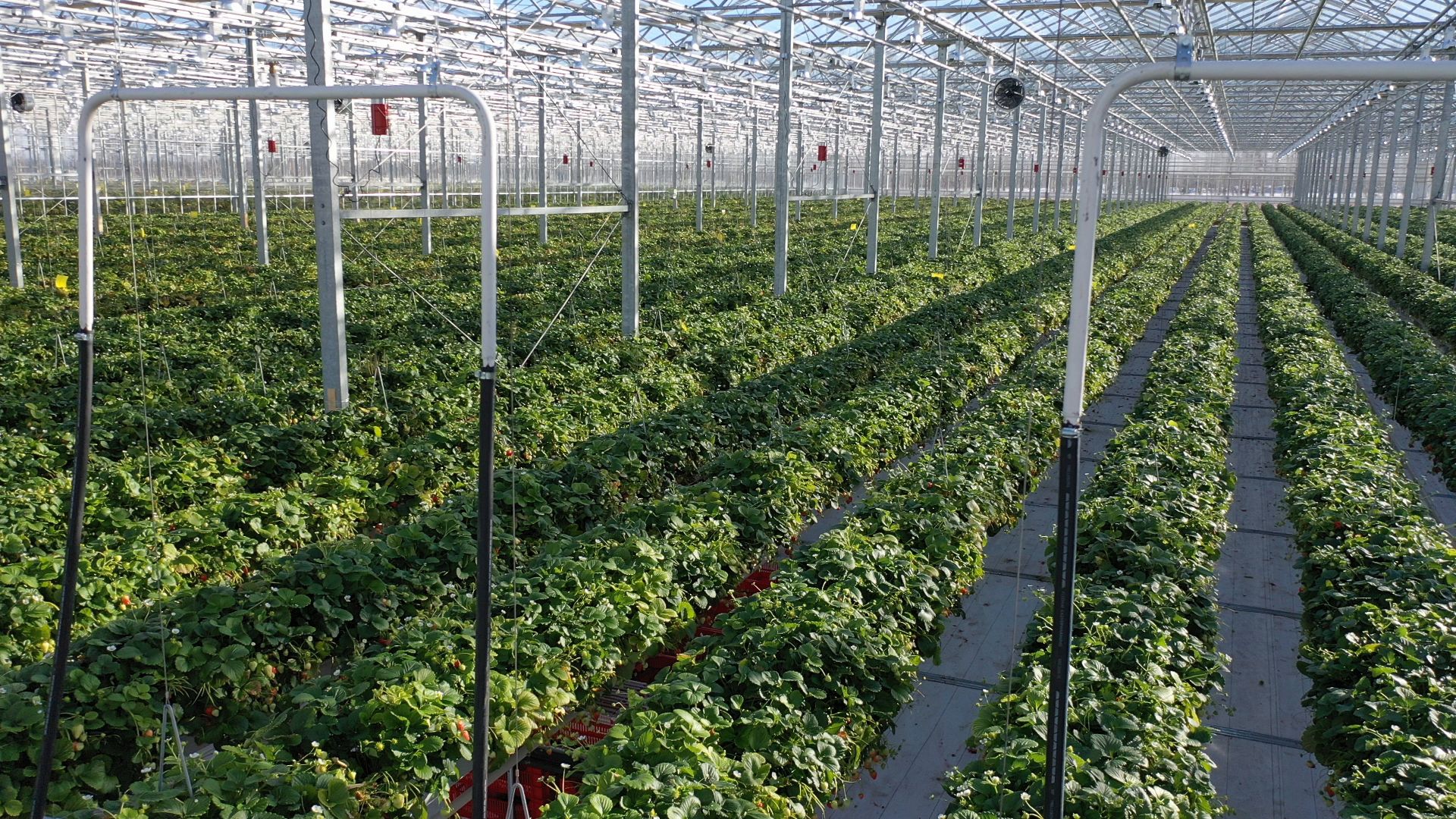 тенплицы, овощи, кашира,видео с коптера,