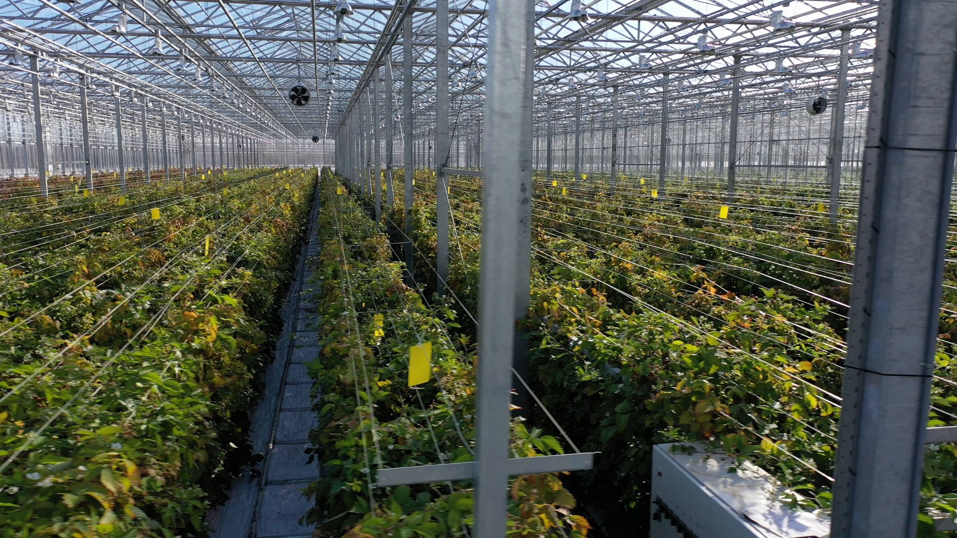 тенплицы, овощи, кашира,видео с коптера,