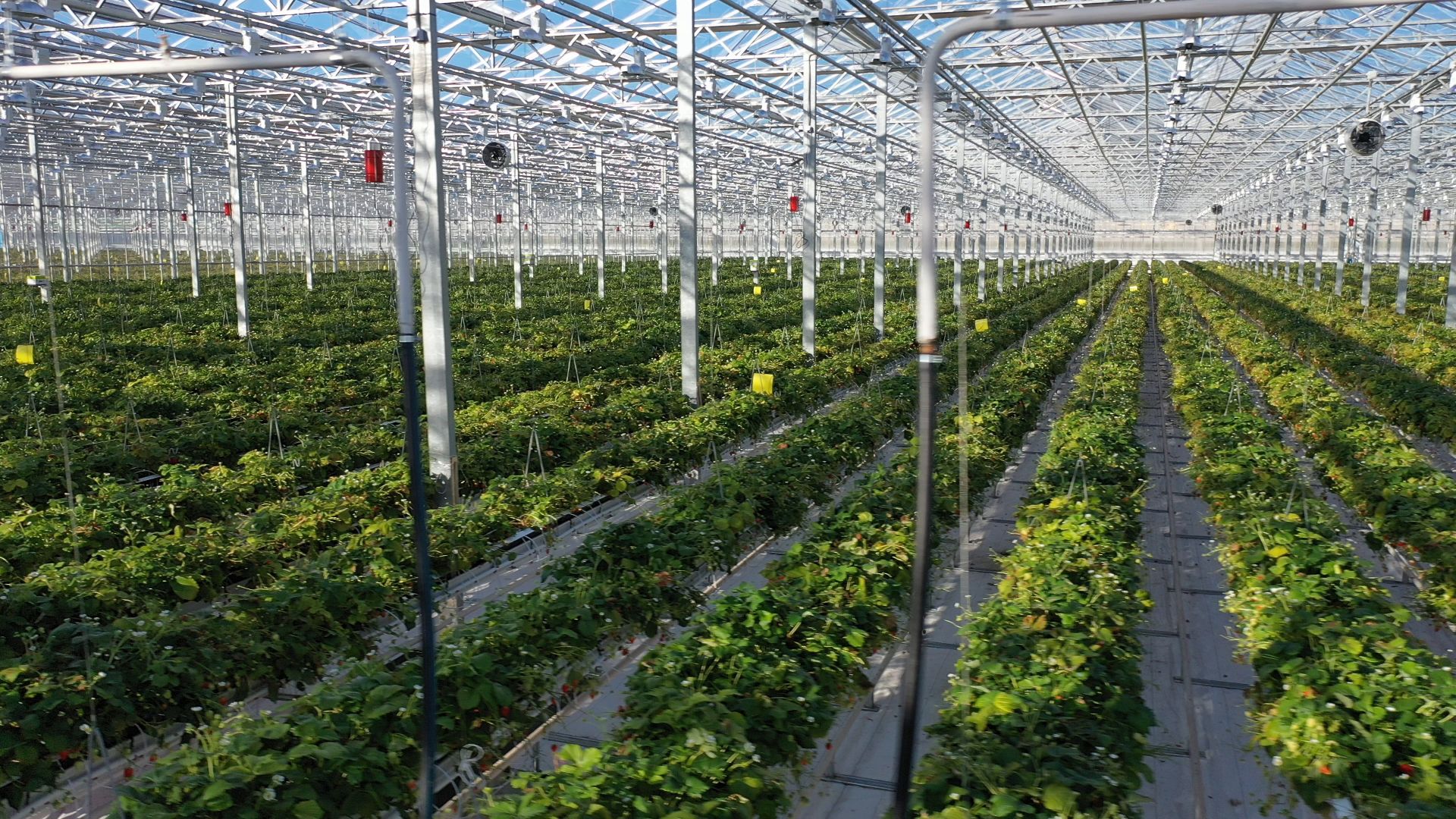 тенплицы, овощи, кашира,видео с коптера,