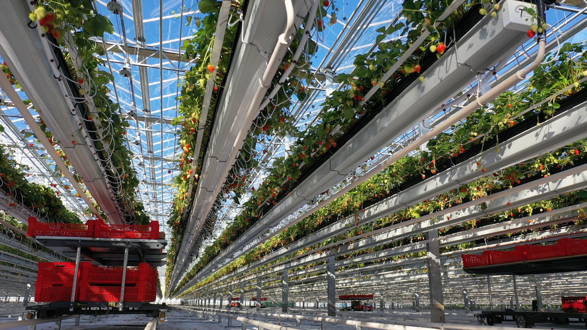 тенплицы, овощи, кашира,видео с коптера,