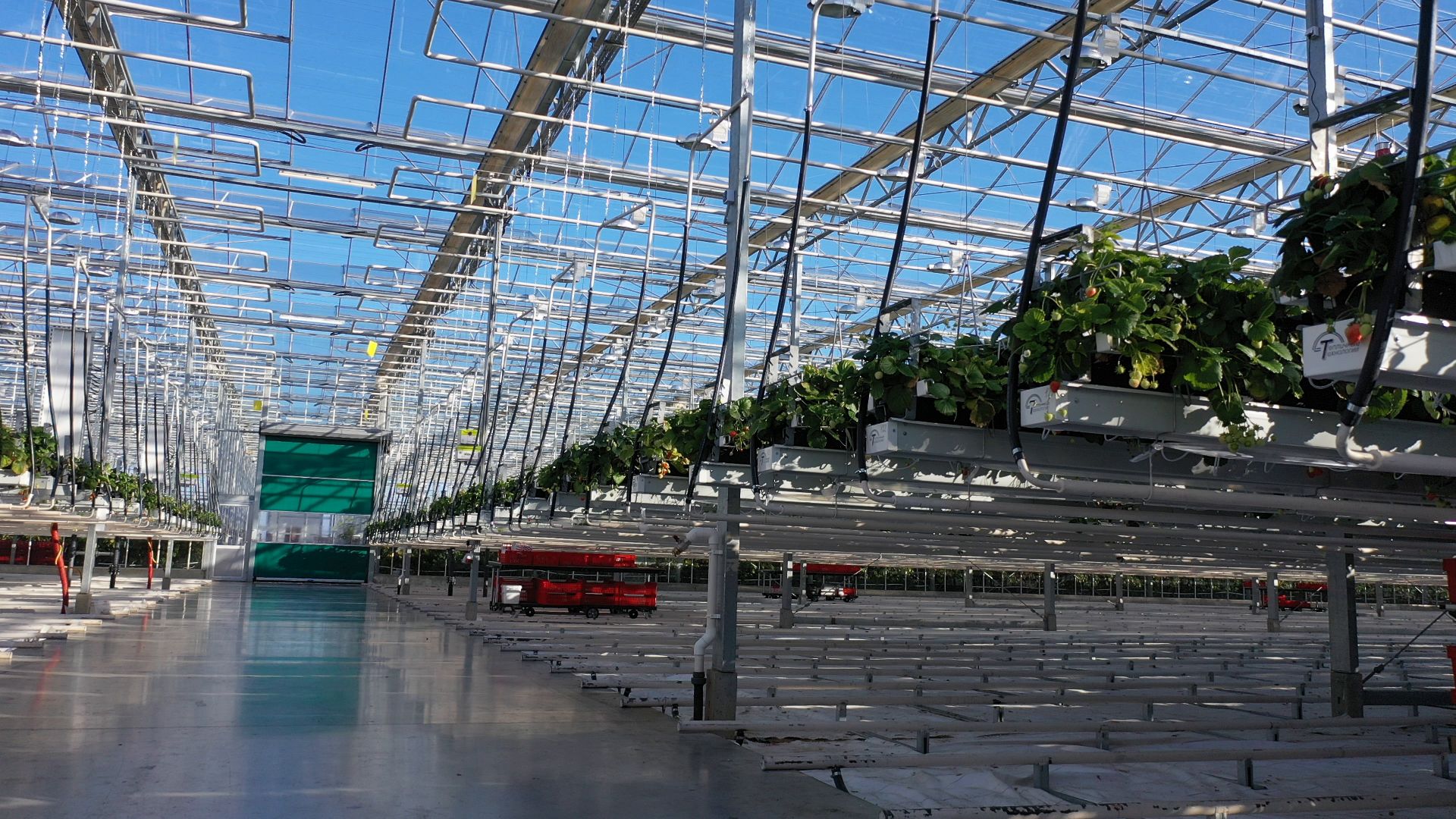 тенплицы, овощи, кашира,видео с коптера,