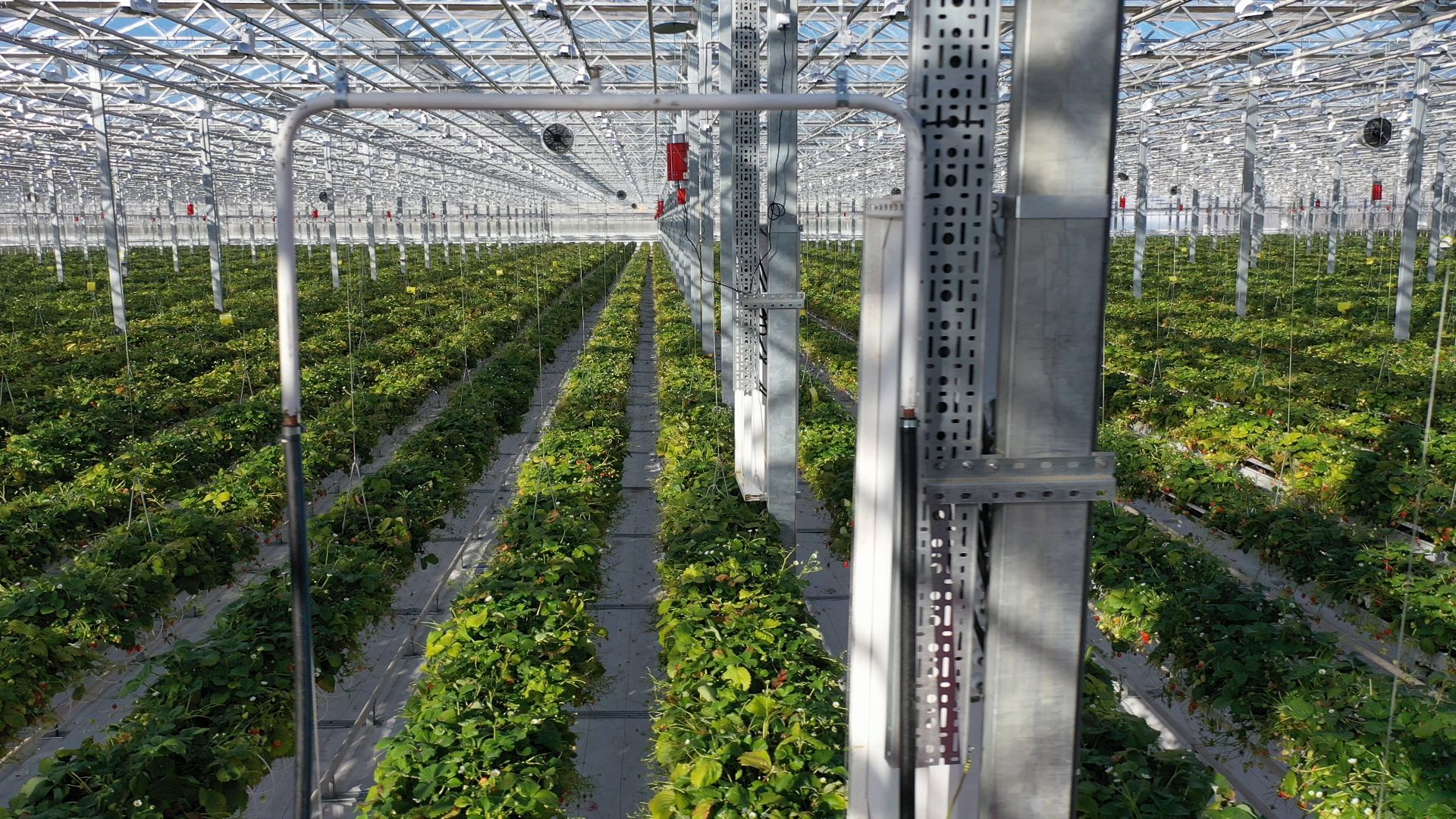 тенплицы, овощи, кашира,видео с коптера,