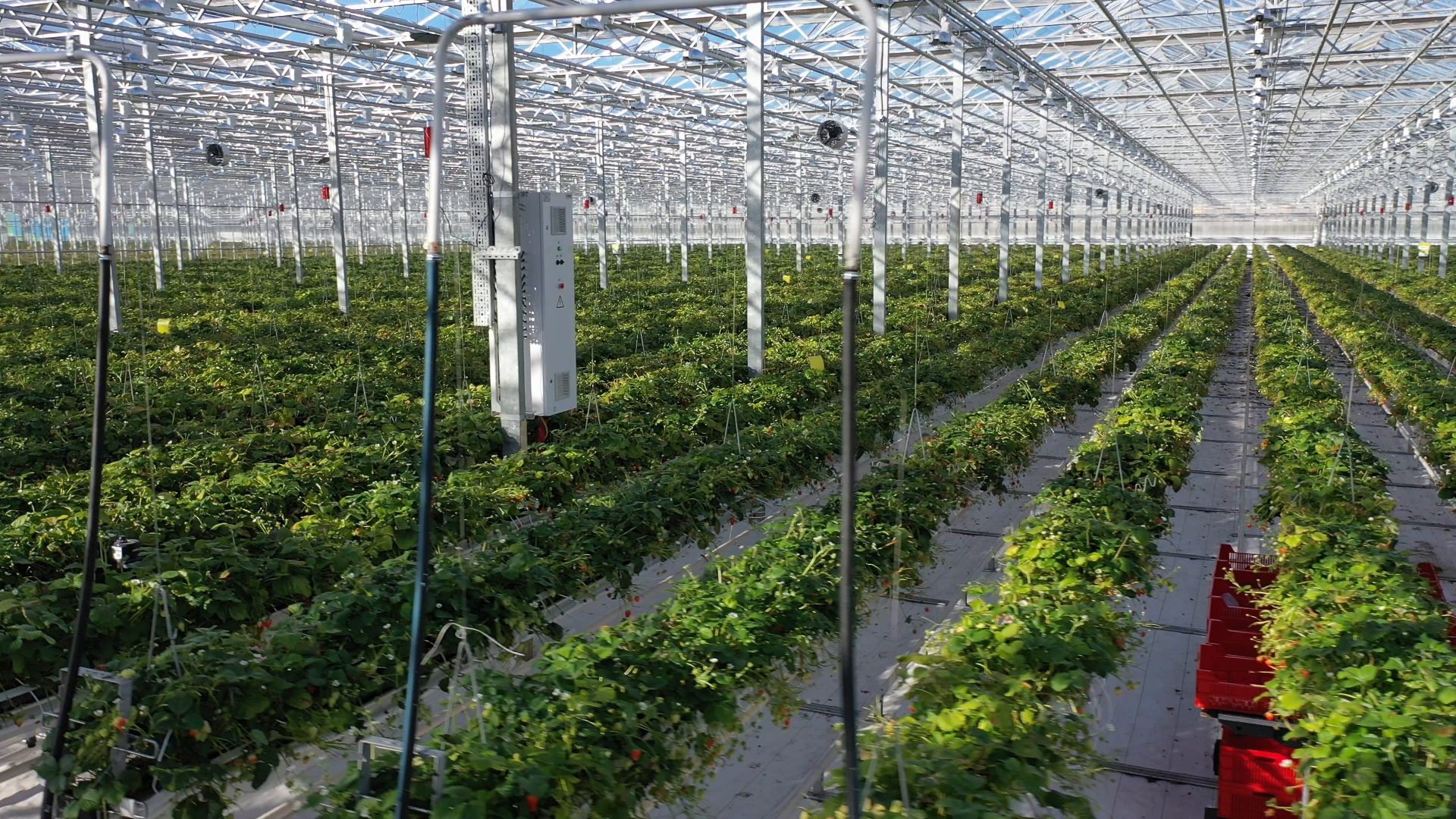 тенплицы, овощи, кашира,видео с коптера,