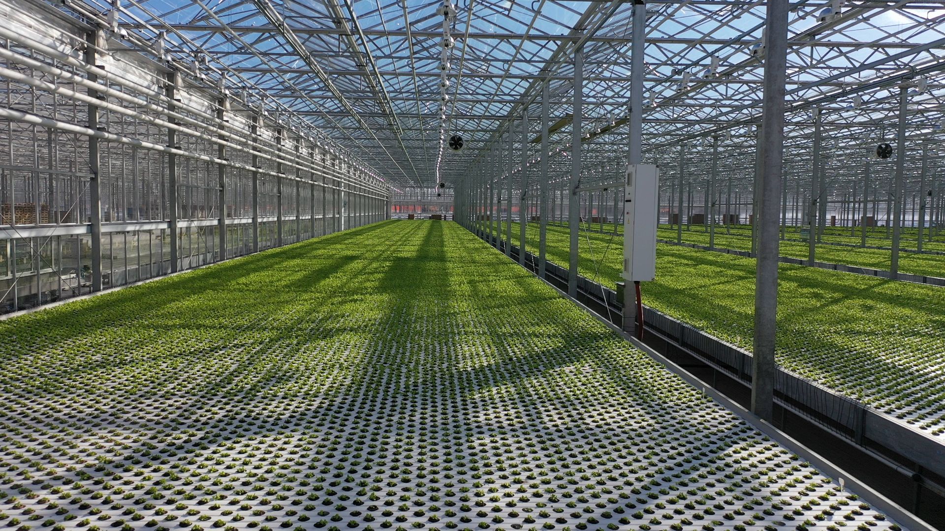 тенплицы, овощи, кашира,видео с коптера,